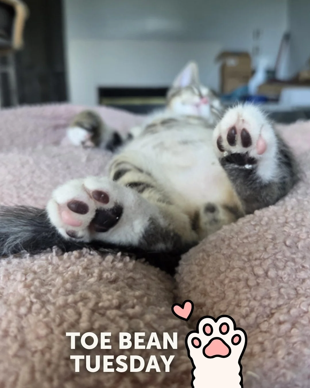 We&rsquo;re back with your weekly dose of exclusive paw-tent 👀

Happy #ToeBeanTuesday! 🐾

This week&rsquo;s featured beans belong to: ✨ Toffee! ✨

Toffee is a 3-month-old kitten with bright, curious eyes that he sometimes struggles to keep open (bu