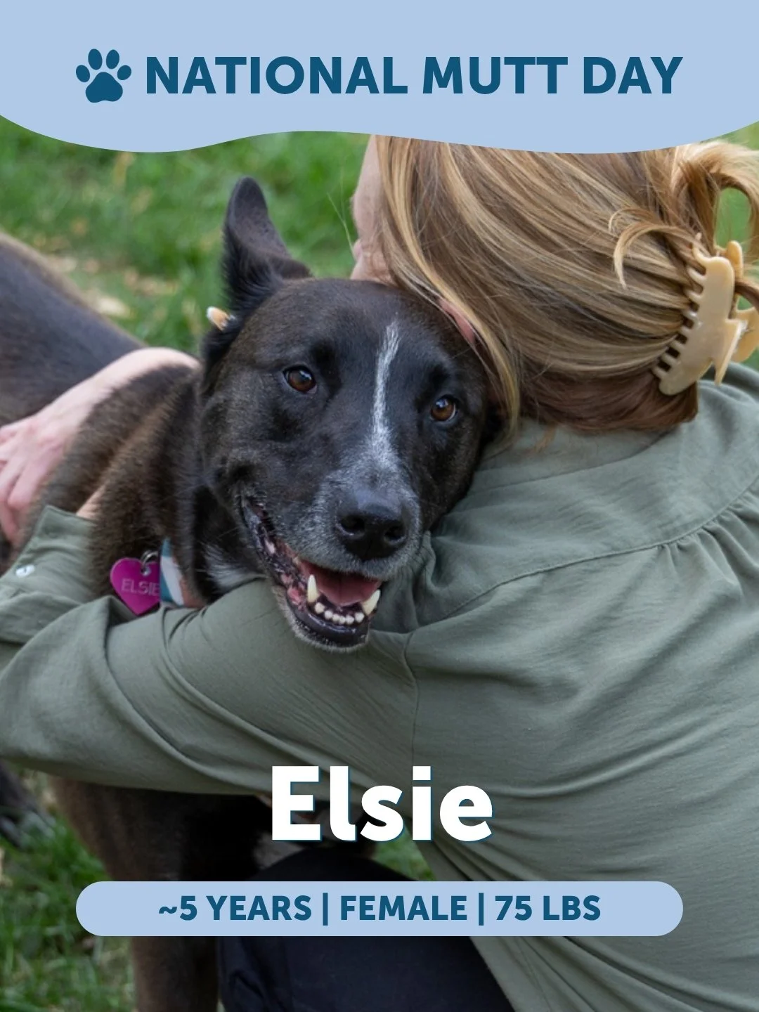 Happy National Mutt Day! 🐾

Our ask today is simple: We only have 5 dogs left in our care. Let&rsquo;s get them all home.

Meet our mutts who are ready to trade the rescue life for a family:

Elsie (~5 Years | 75 lbs | Female)
Meet your loyal shadow