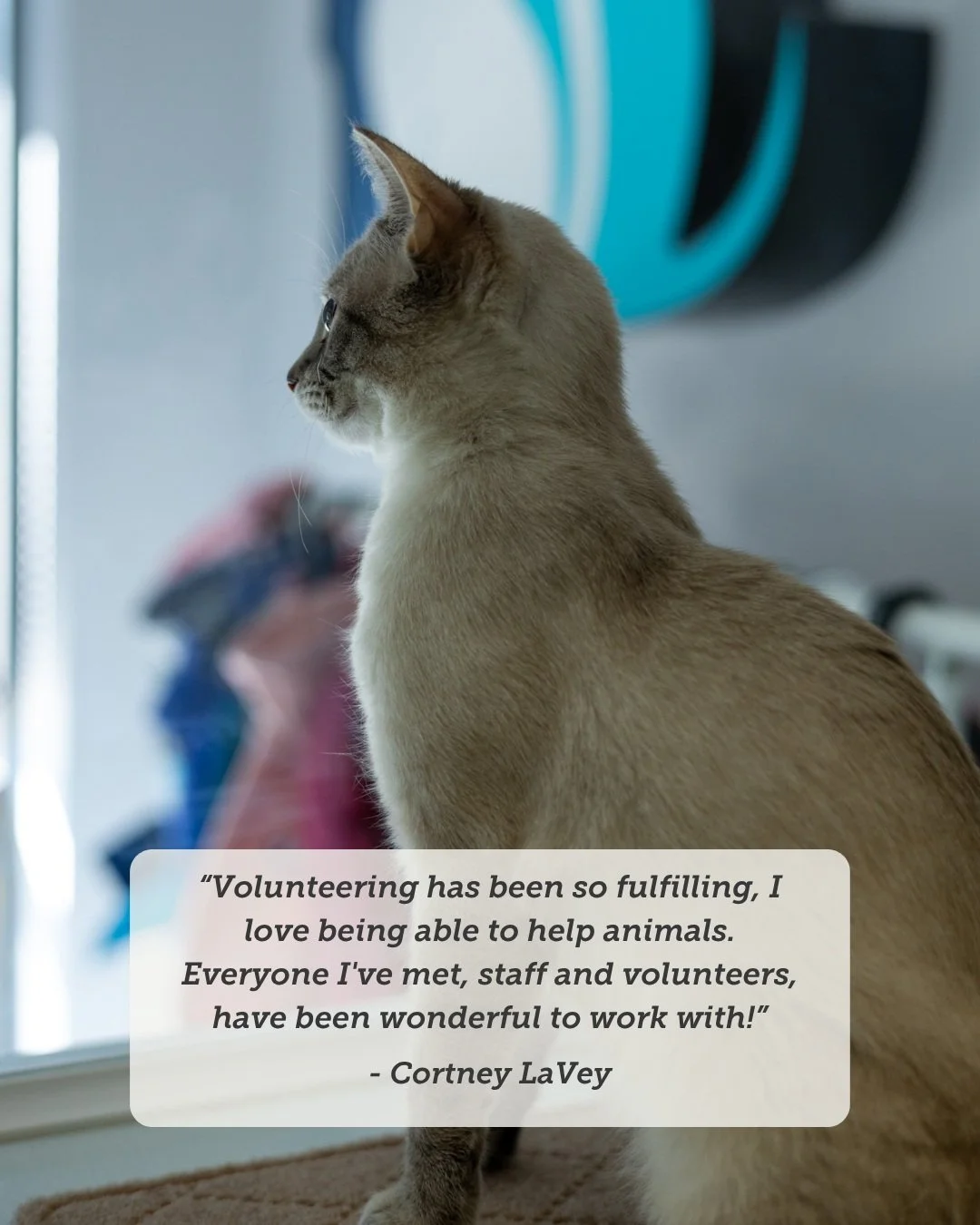 Making a difference in lives of so many animals takes a village, and we have the best one out there. We&rsquo;re so grateful for amazing volunteers like Cortney who bring so much passion and kindness to our community every single day! 🐶🐱

Want to j