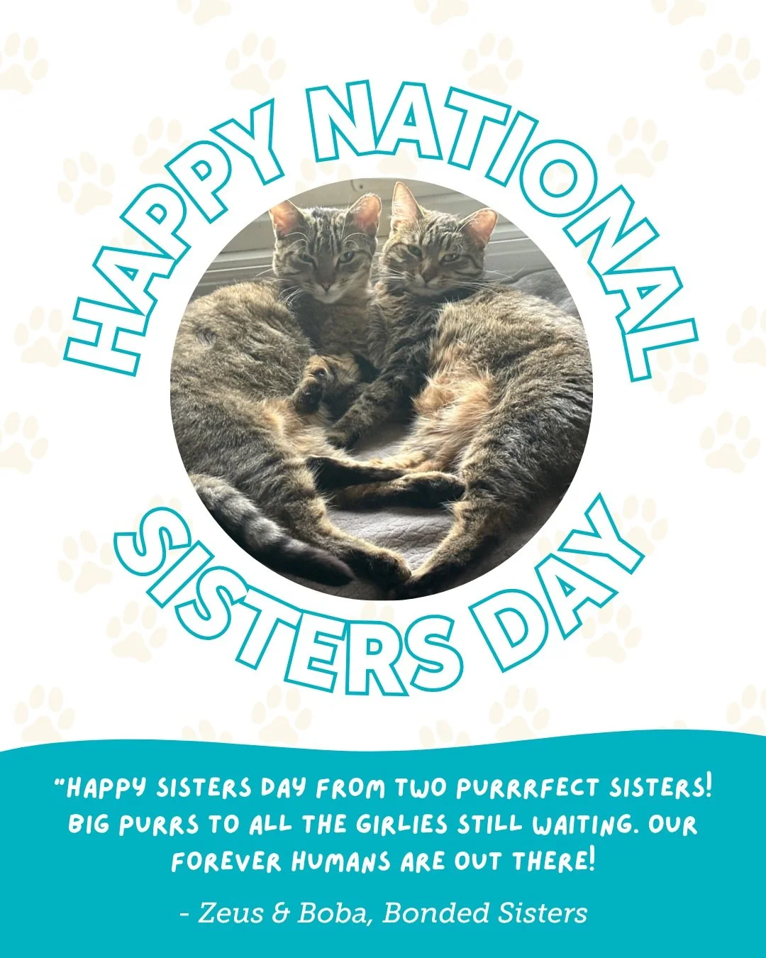 Happy National Sisters Day! 💖

Meet Zeus and Boba, a bonded pair of sweet feline sisters looking for their forever home. Zeus is a total cuddle bug who loves tummy rubs and flopping at your feet, while Boba is an independent queen who rules the nigh