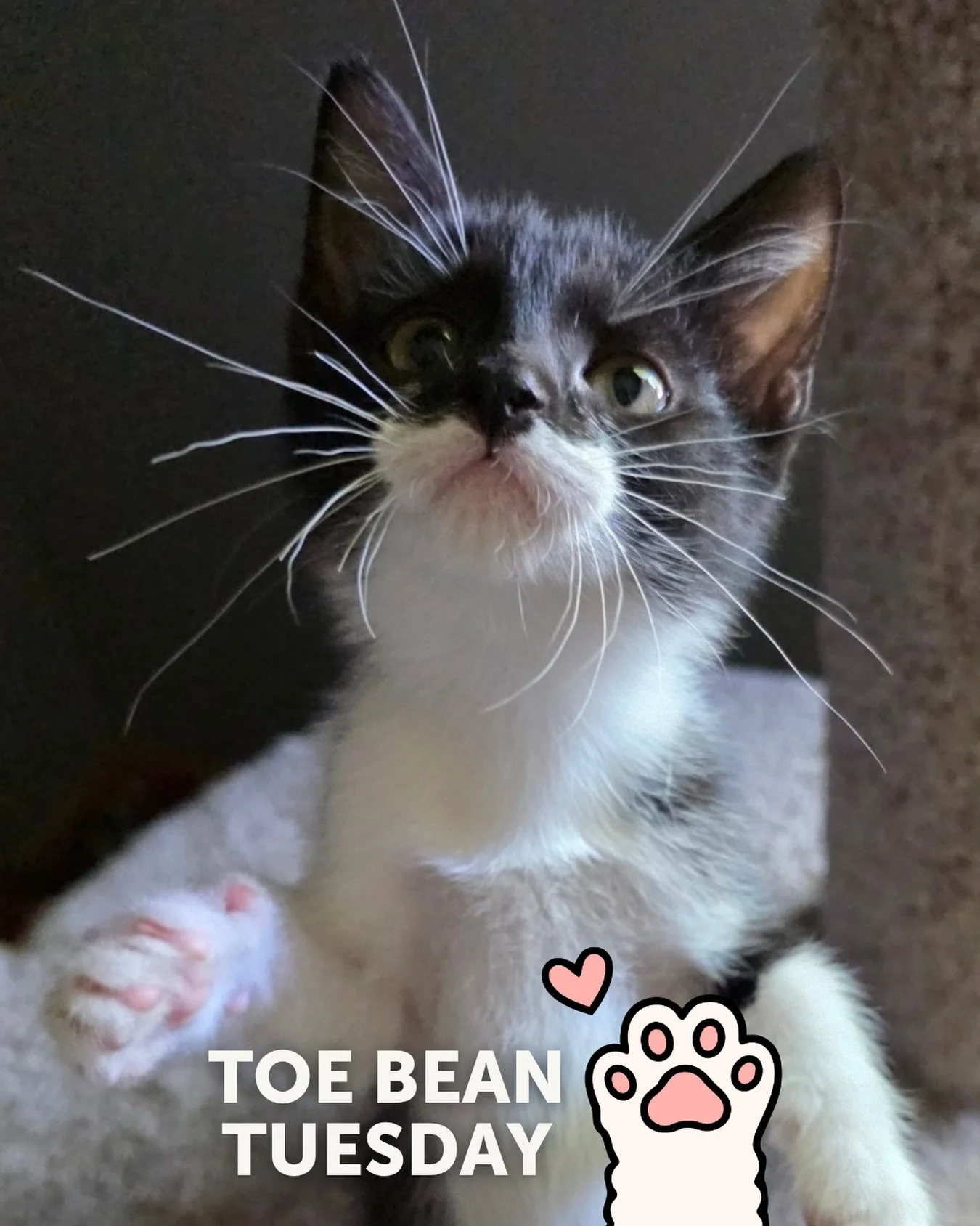 We&rsquo;re back with your weekly dose of exclusive paw-tent 👀

Happy #ToeBeanTuesday! 🐾

This week&rsquo;s featured beans belong to: ✨ Chiclet! ✨

Chiclet is a happy kitten with loads of personality. She loves to play and make silly faces!

💌 App