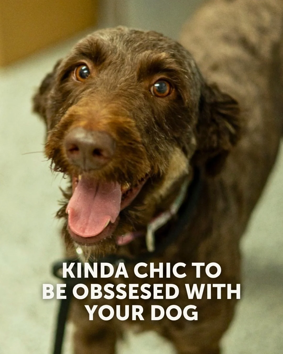 Loving animals is kinda chic. Getting involved? Even more chic. ✨🐾

Whether you adopt, foster, volunteer, or donate, there&rsquo;s a place for you in our community:

&bull; Adopt: bit.ly/AdoptMN
&bull; Foster: bit.ly/CSHSFoster
&bull; Volunteer: bit