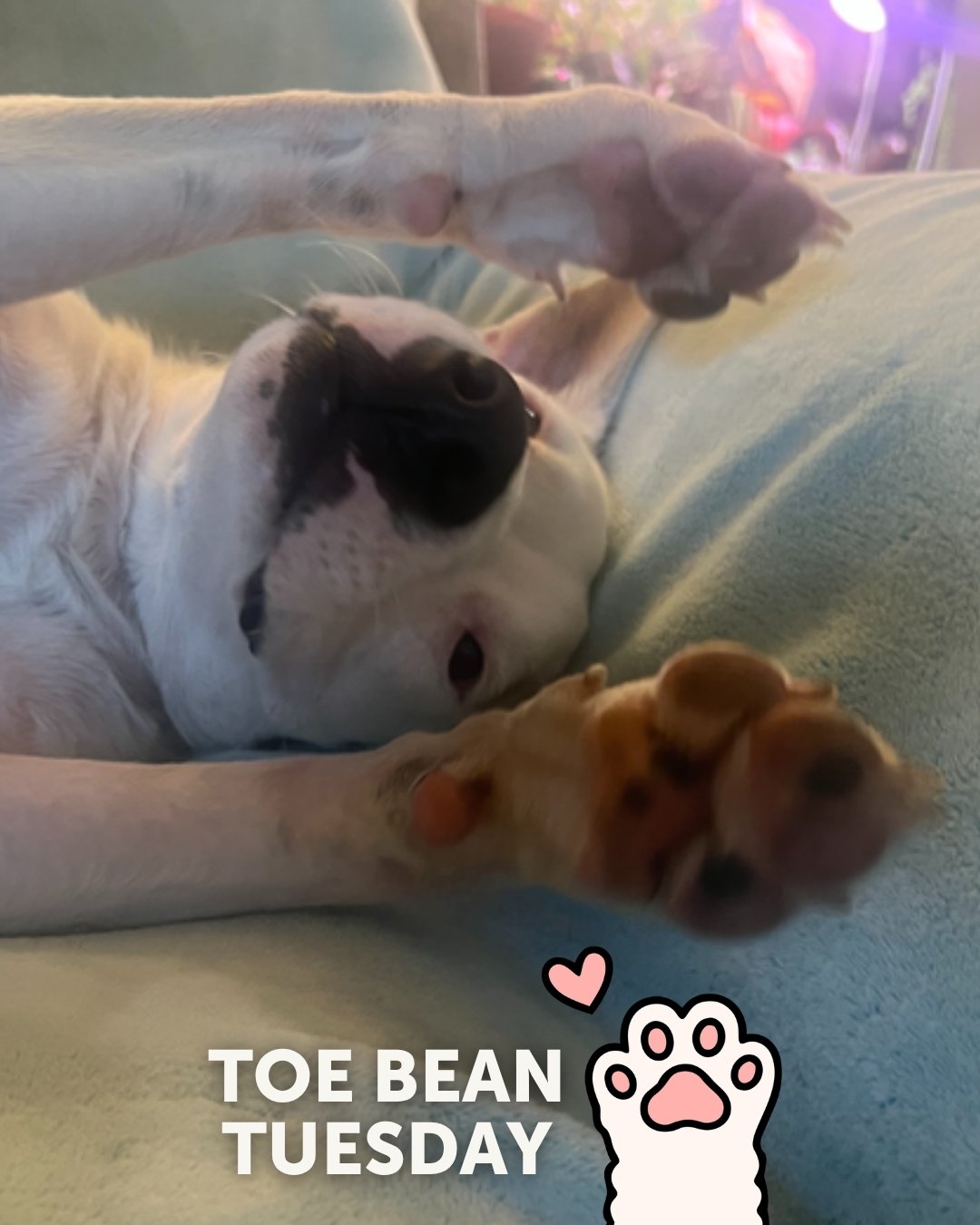 We&rsquo;re back with your weekly dose of exclusive paw-tent 👀

Happy #ToeBeanTuesday! 🐾

This week&rsquo;s featured beans belong to: ✨ Hensley! ✨

💌 Apply to adopt Hensley: bit.ly/AdoptHensley

Same time next Tuesday? 💙 Help us fund more rescue 