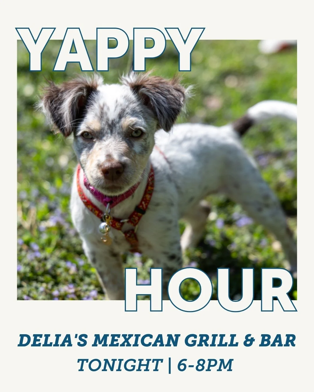 See you TONIGHT at Yappy Hour! 🐾

Event Details:
⏰ Time: 6:00 PM &ndash; 8:00 PM
📍 Location: Delia&rsquo;s Mexican Grill &amp; Bar (209 Broadway St S, Jordan, MN)

It&rsquo;s the perfect excuse to treat your pup to a night out while supporting our 