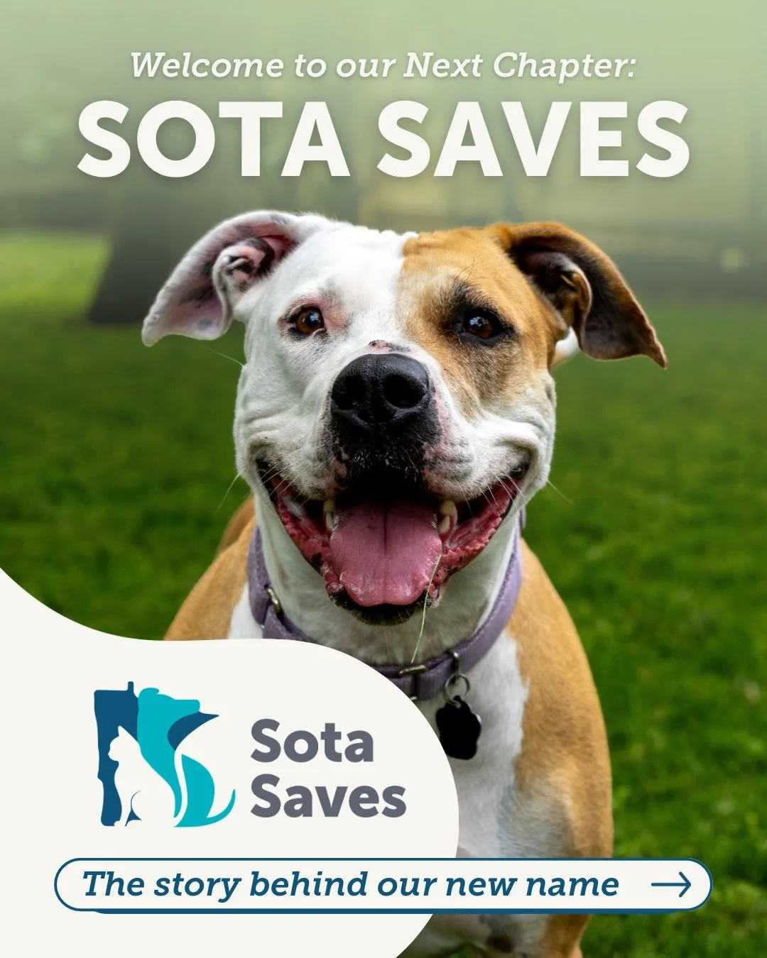 Welcome to the next chapter of our rescue family: SOTA SAVES! 🐾✨

Rescuing, fostering, and rehoming animals will always be at the heart of what we do. But as the needs in our community grow, we are growing too, expanding our work to keep pets in lov
