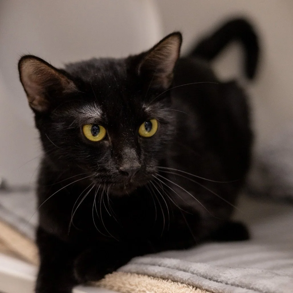 Happy Black Cat Appreciation Day! 🖤✨ To celebrate we&rsquo;re highlighting three cuties that are ready to steal your heart (and probably a spot on your couch):

Once a full-time mama, Bear is finally getting her turn to just be a carefree kitten! Sh