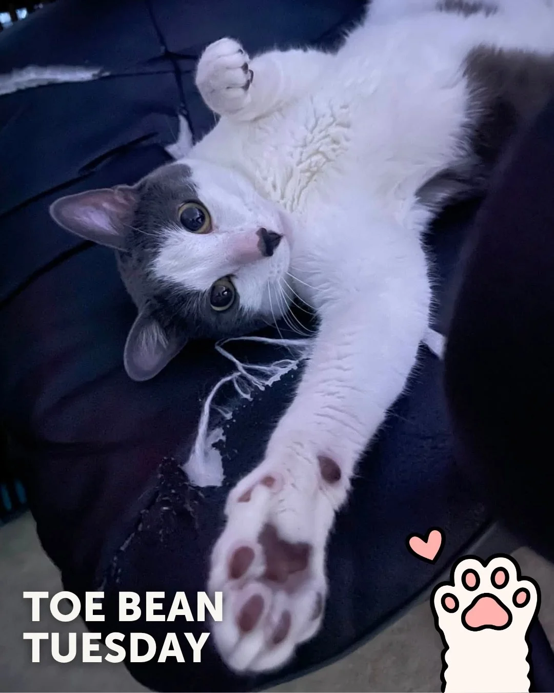 We&rsquo;re back with your weekly dose of exclusive paw-tent 👀

Happy #ToeBeanTuesday! 🐾

This week&rsquo;s featured beans belong to: ✨ Hambone, Doo! ✨

💌 Apply to adopt them:
Hambone: bit.ly/hambone26
Doo: bit.ly/Adopt-Scooby-Doo

Same time next 