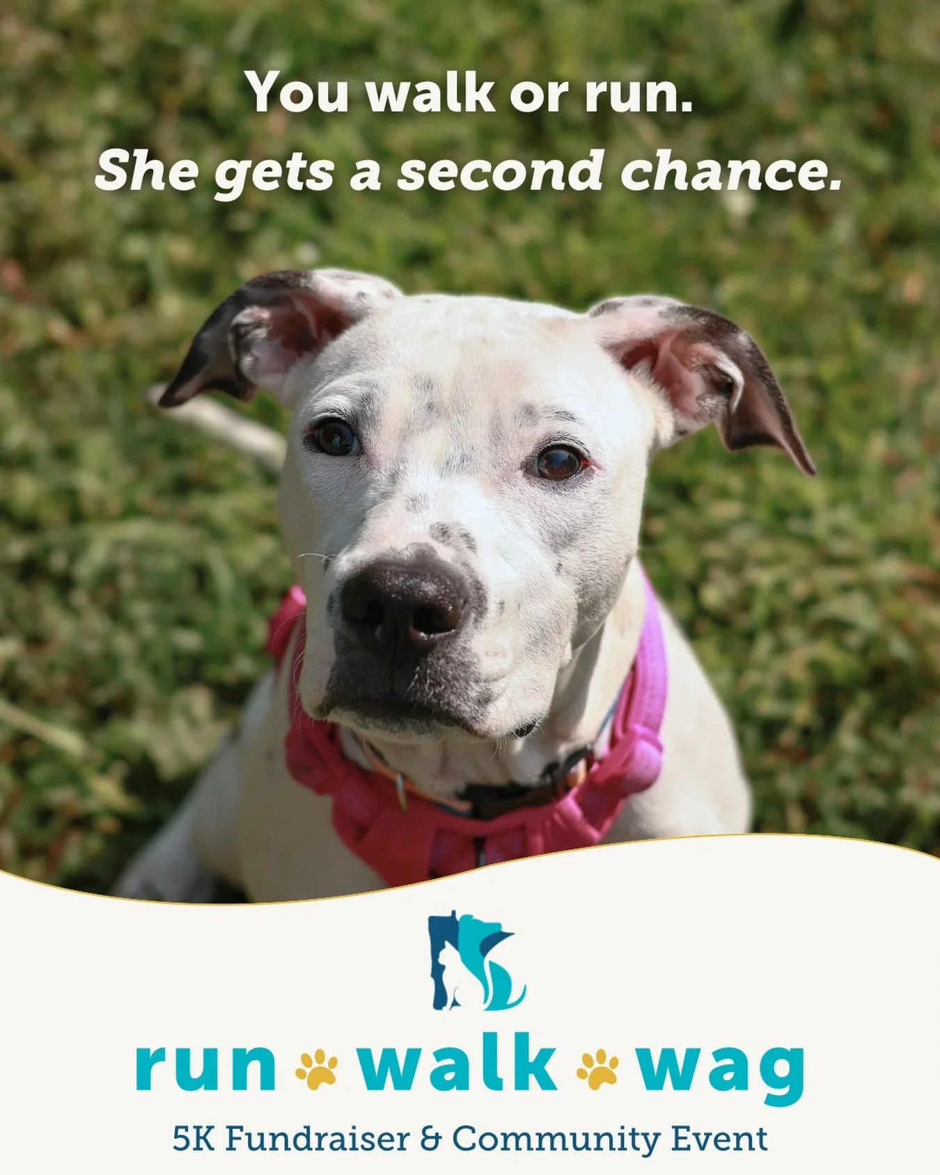 You walk or run. She gets a second chance. 🐾

Meet Violet: a 7-month-old pup pulled from local animal control. Instead of a stressful shelter, she&rsquo;s safe and sleeping soundly in a loving foster home.

Run, Walk, Wag makes stories like Violet&r