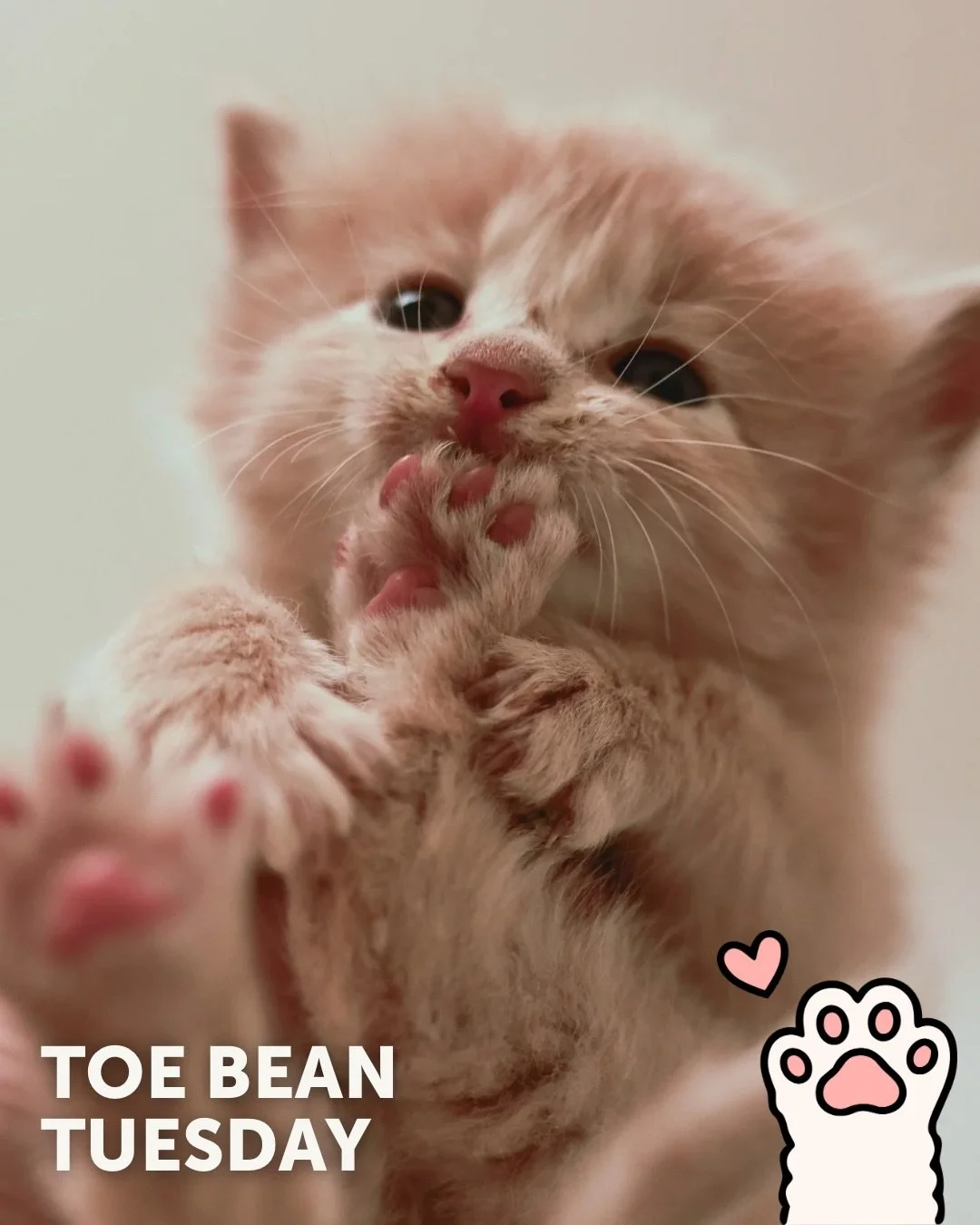We&rsquo;re back with your weekly dose of exclusive paw-tent 👀

Happy #ToeBeanTuesday! 🐾

This week&rsquo;s featured beans belong to: ✨ Maximus, Flynn, Gothel, and Pascal! ✨

💌 While these 4 kittens are not quite ready to be adopted, we have 30 wo