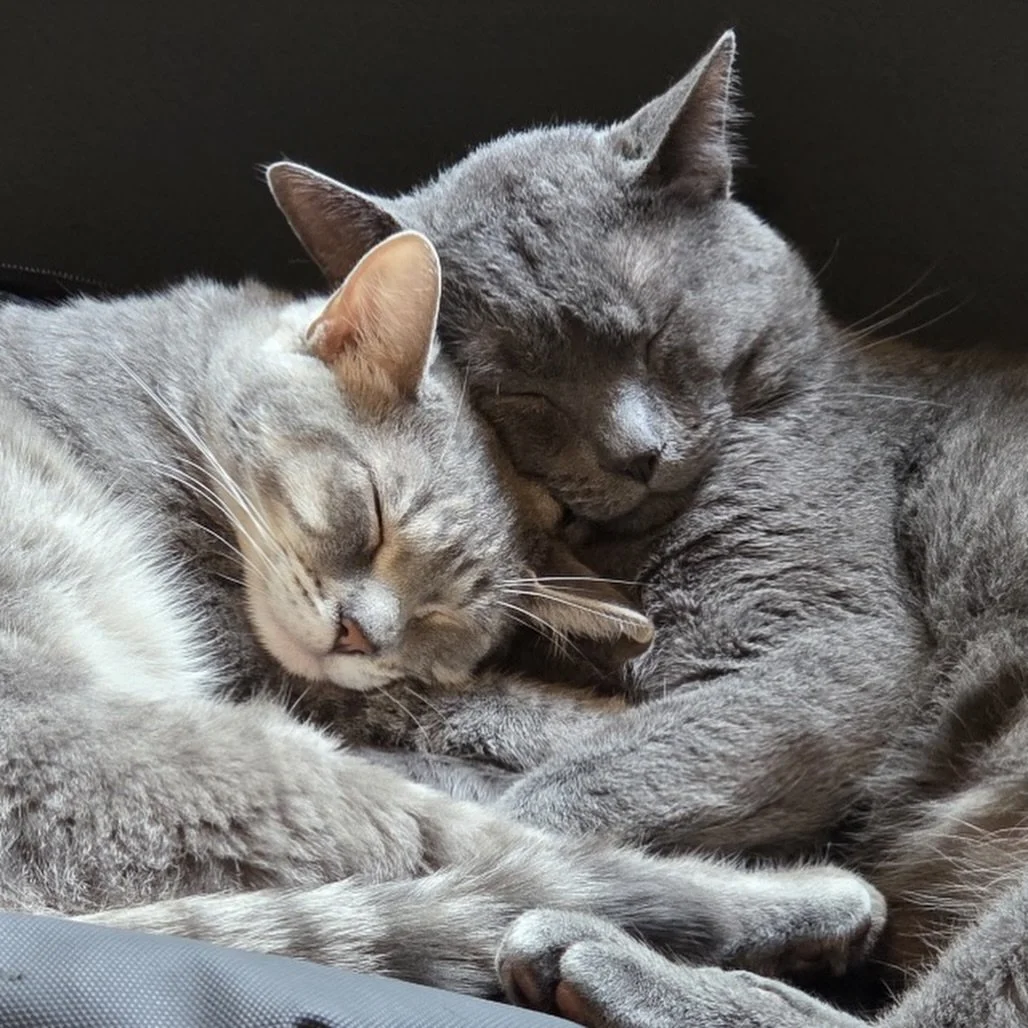 We can&rsquo;t believe Orville &amp; Osvaldo still haven&rsquo;t been adopted!

These brothers have had quite the journey:

They came to us in February completely shut down, fearful of the world, and unsure if people could be trusted. For weeks, they