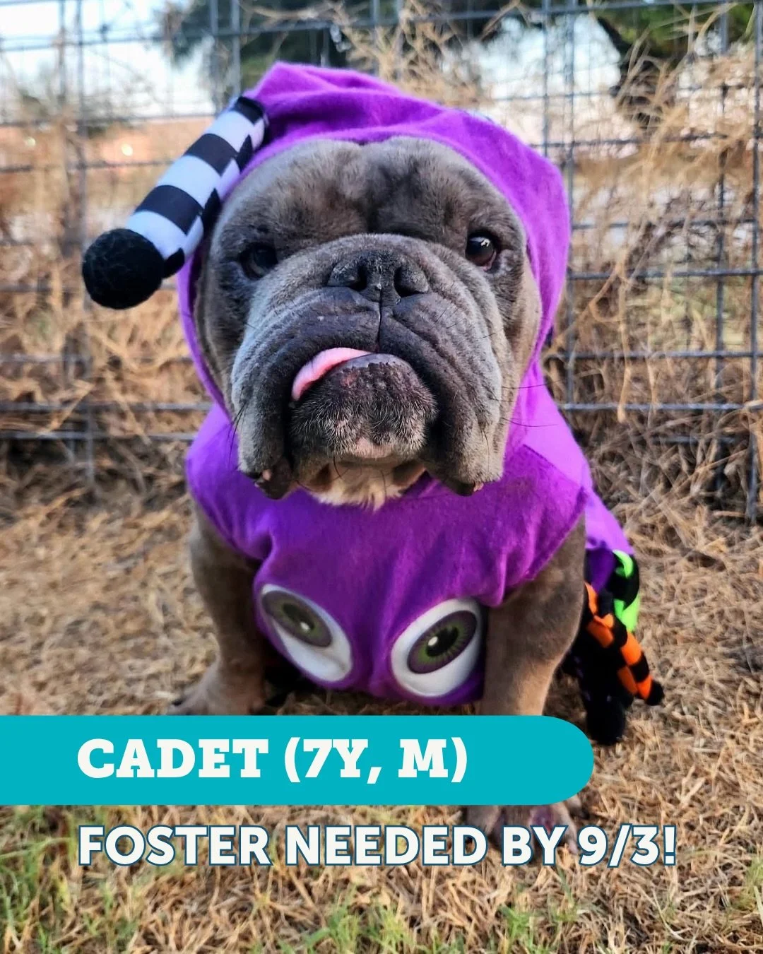 🚨 URGENT: FOSTER HOMES NEEDED BY 9/3 🚨

We have two rescue boys who urgently need homes. Can you open your heart and home?

🐾 MEET THE BOYS:
Cadet: 7 years old | A sweet boy looking for a comfy spot to land.
Thor: 4 months old (~13 lbs) | A playfu