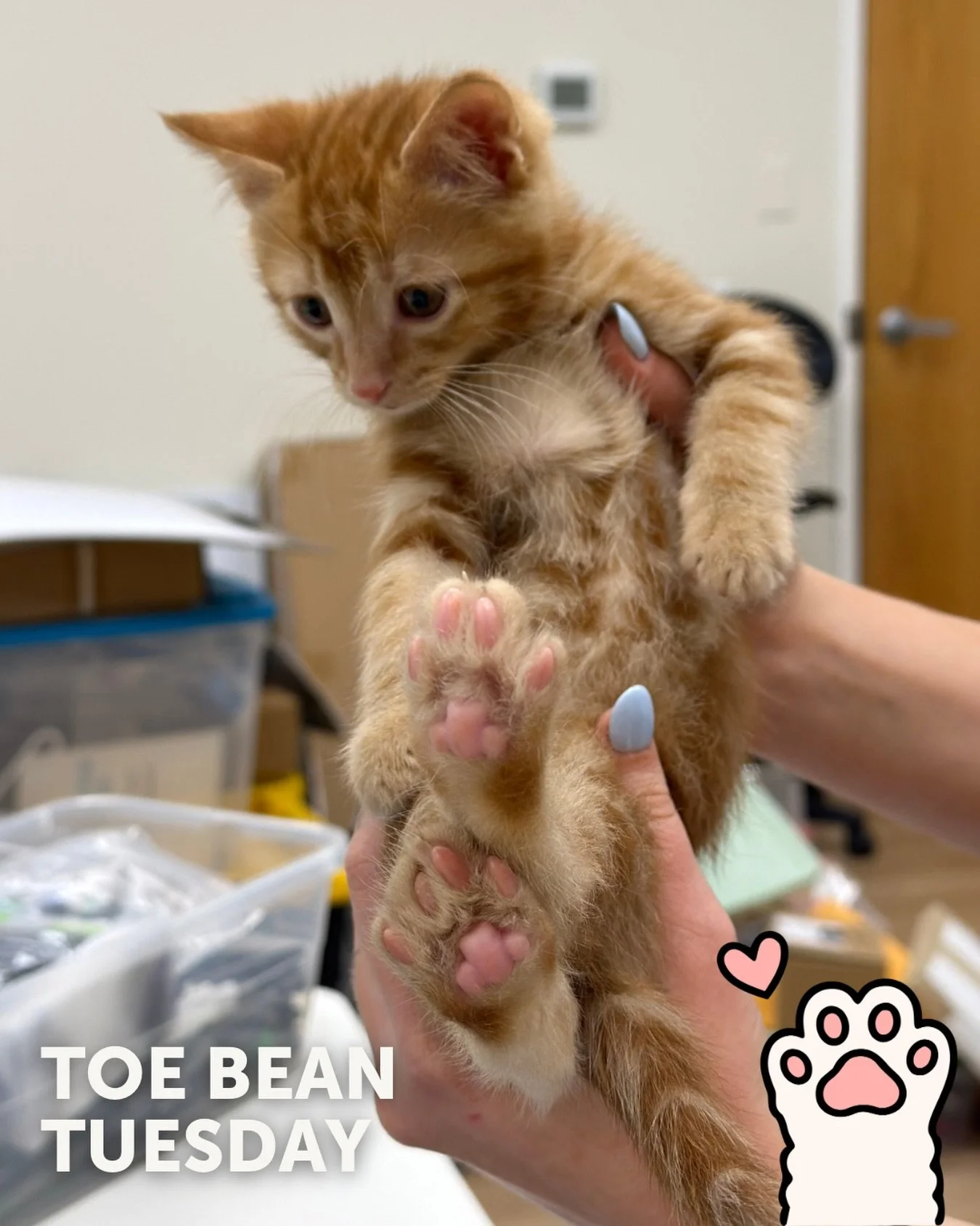 We&rsquo;re back with your weekly dose of exclusive paw-tent 👀

Happy #ToeBeanTuesday! 🐾

This week&rsquo;s featured beans belong to: ✨ Toast! ✨

Same time next Tuesday? 💙 Help us fund more rescue stories (and protect more tiny toes) by tossing $5