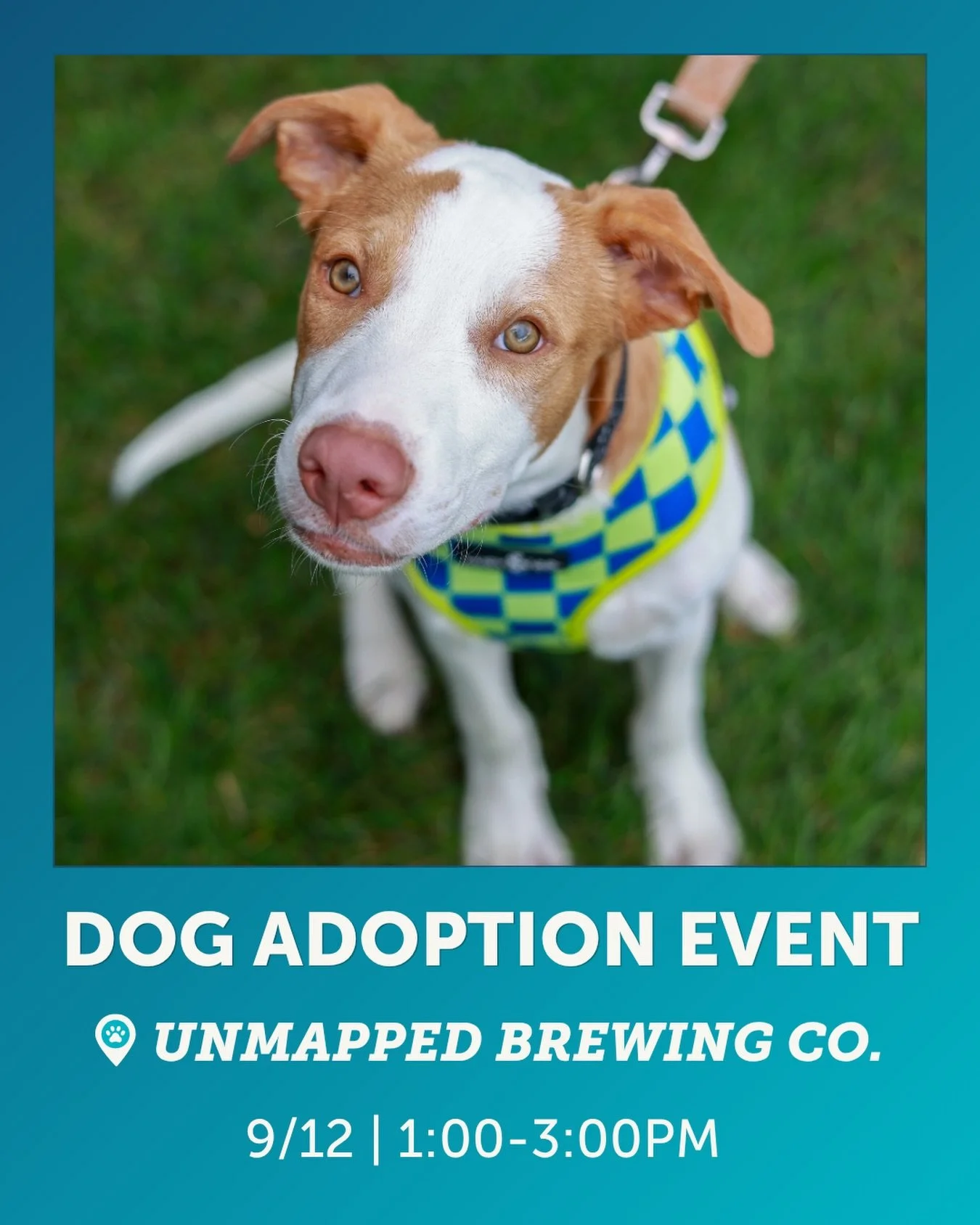 Ready to meet your best friend? 🐶✨

Join us at Unmapped Brewing Co. for a dog adoption event, where you can meet (and hopefully go home with) your new best friend! Grab a brew, meet some incredible pups looking for their forever homes, and chat with