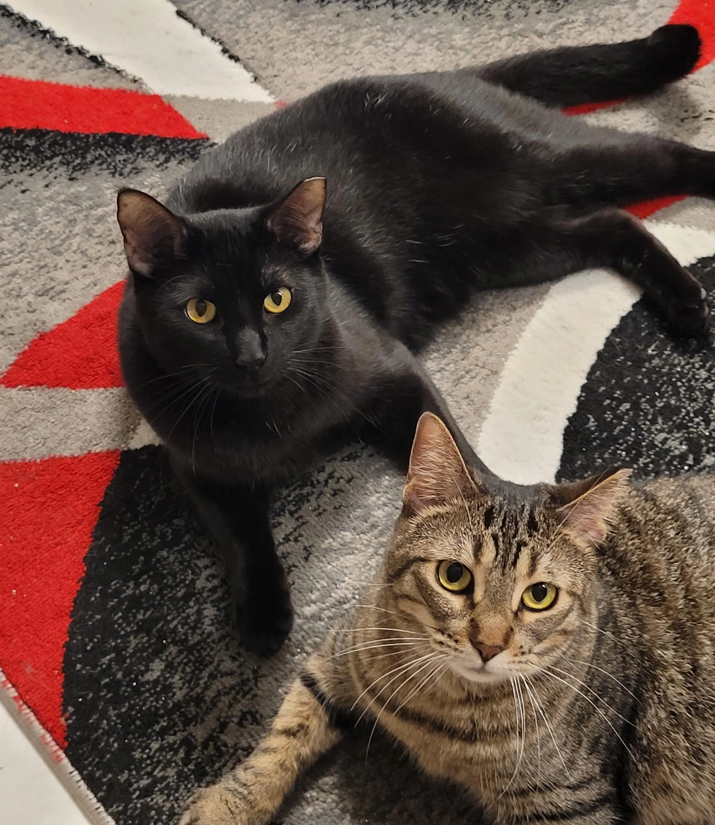 Meet Scooby &amp; Doo, the dynamic duo looking for their forever home! 🐾✨

Here is a special poem written for them by their foster family:

Scooby &amp; Doo
Two golden-eyed siblings, rimmed with green, Waiting for a forever home yet unseen.
Scooby&r