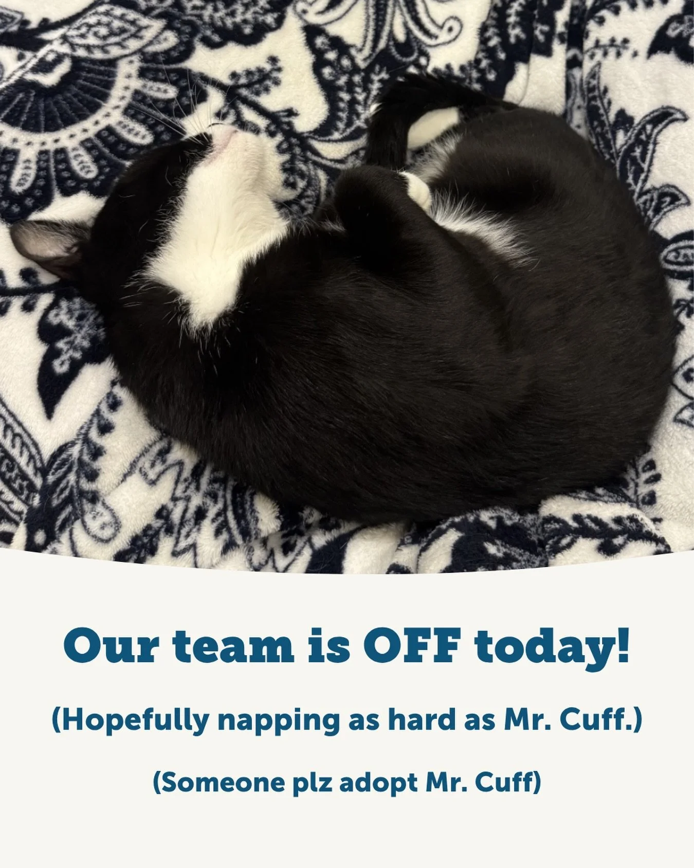 Our team is taking the day off to rest and recharge, and hopefully everyone is napping as soundly as Mr. Cuff!

Speaking of Cuff, this dapper tuxedo gentleman is looking for a relaxing, quiet home of his own. He can be a little shy at first and needs