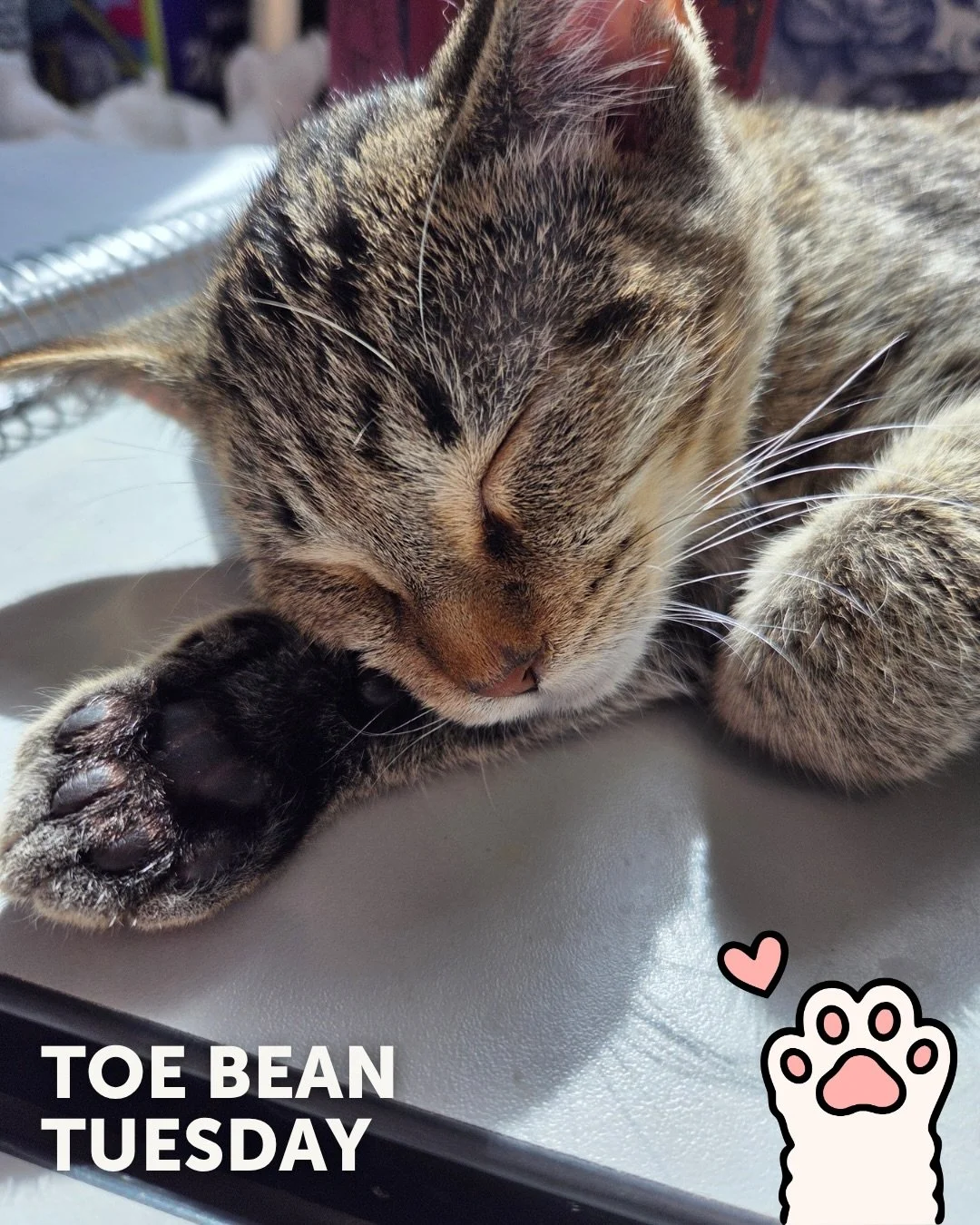 We&rsquo;re back with your weekly dose of exclusive paw-tent 👀

Happy #ToeBeanTuesday! 🐾

This week&rsquo;s featured beans belong to:
✨ Truffle &amp; Sprint ✨

These pretty kitties are currently available for adoption. Check them out and all of our