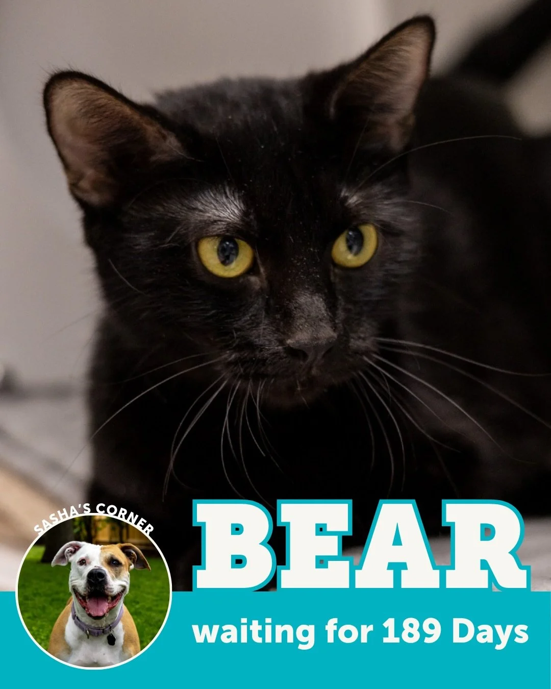 Welcome to Sasha&rsquo;s Corner! 🐾

If you read our monthly newsletter, you already know Sasha! After 481 days in care before finding her forever home, she&rsquo;s on a mission to help other pets do the same. We&rsquo;re officially bringing her colu