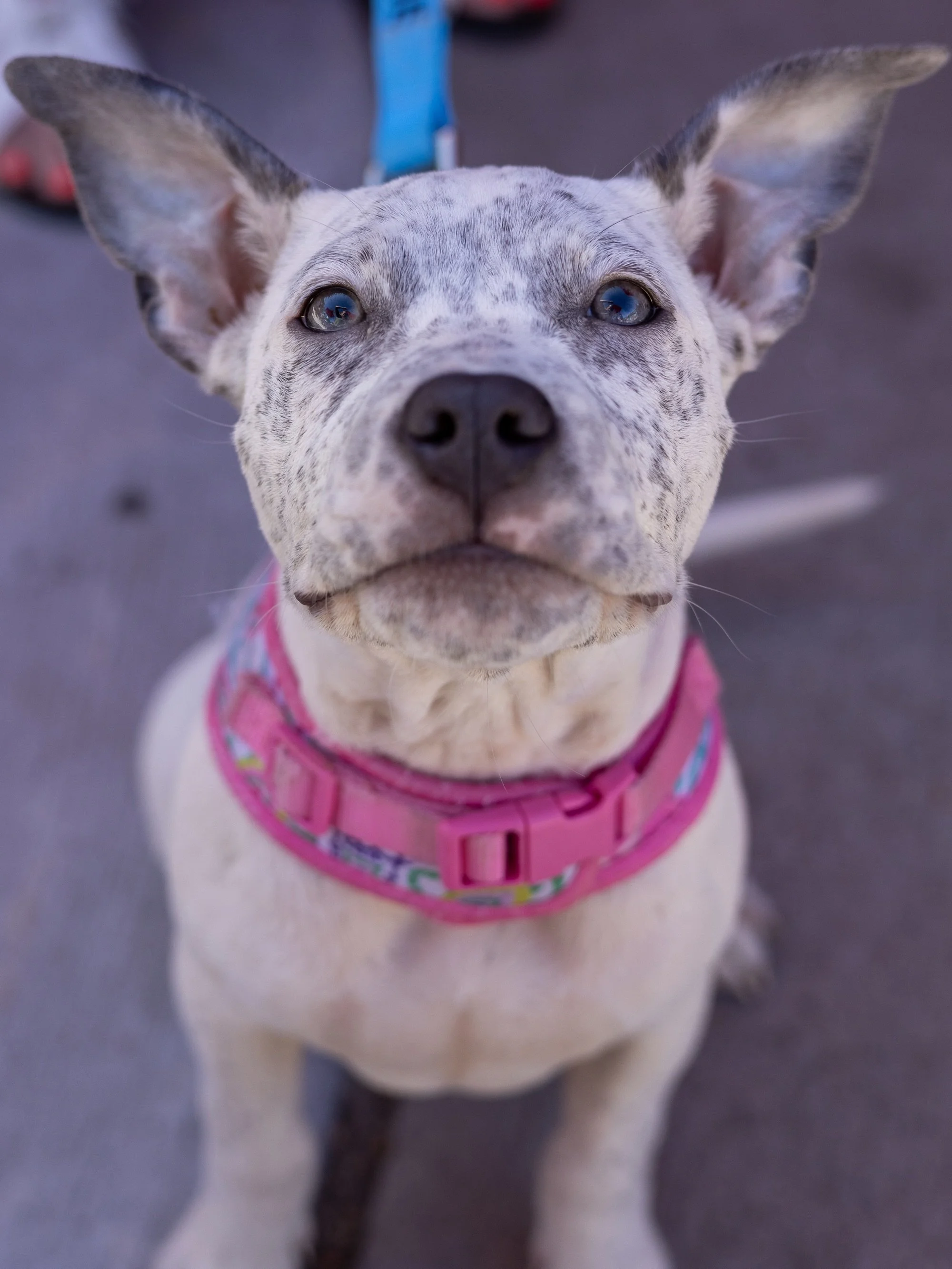 We had so much fun in the sun yesterday at @unmappedbrewing! 

Thanks so much for having our pups and people out to help us find some forever homes. 💙