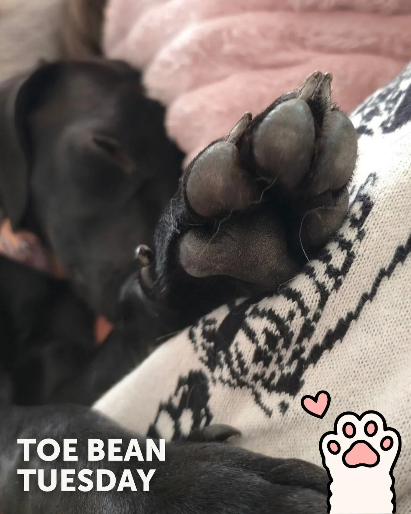 We&rsquo;re back with your weekly dose of exclusive paw-tent 👀

Happy #ToeBeanTuesday! 🐾

This week&rsquo;s featured beans belong to:
✨ Jane ✨

Same time next Tuesday? 💙 Help us fund more rescue stories (and protect more tiny toes) by tossing $5 i