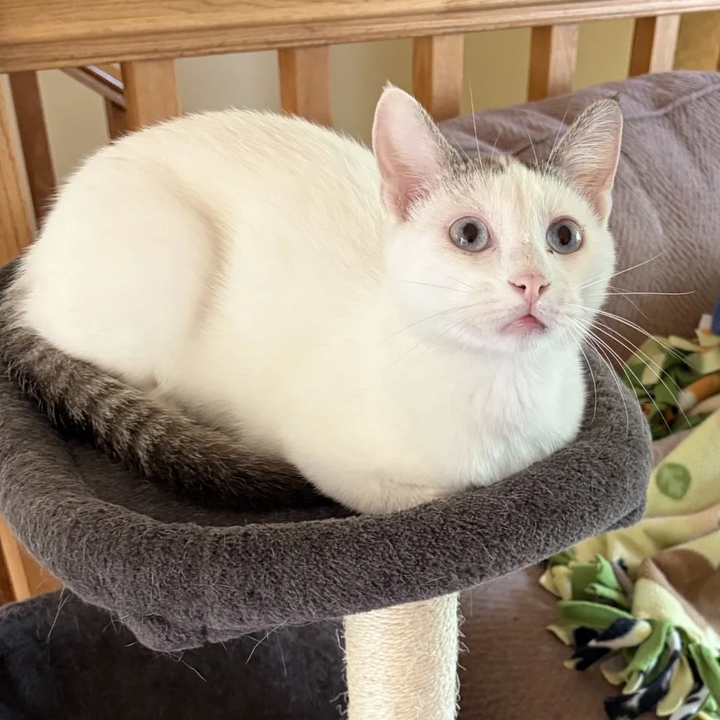 Mochi is about a year old and a very sweet boy with beautiful baby blue eyes that make him pretty hard to resist. He is very much a people person who loves to snuggle up next to you, get his motor running, and even sleep with you if allowed.

He love