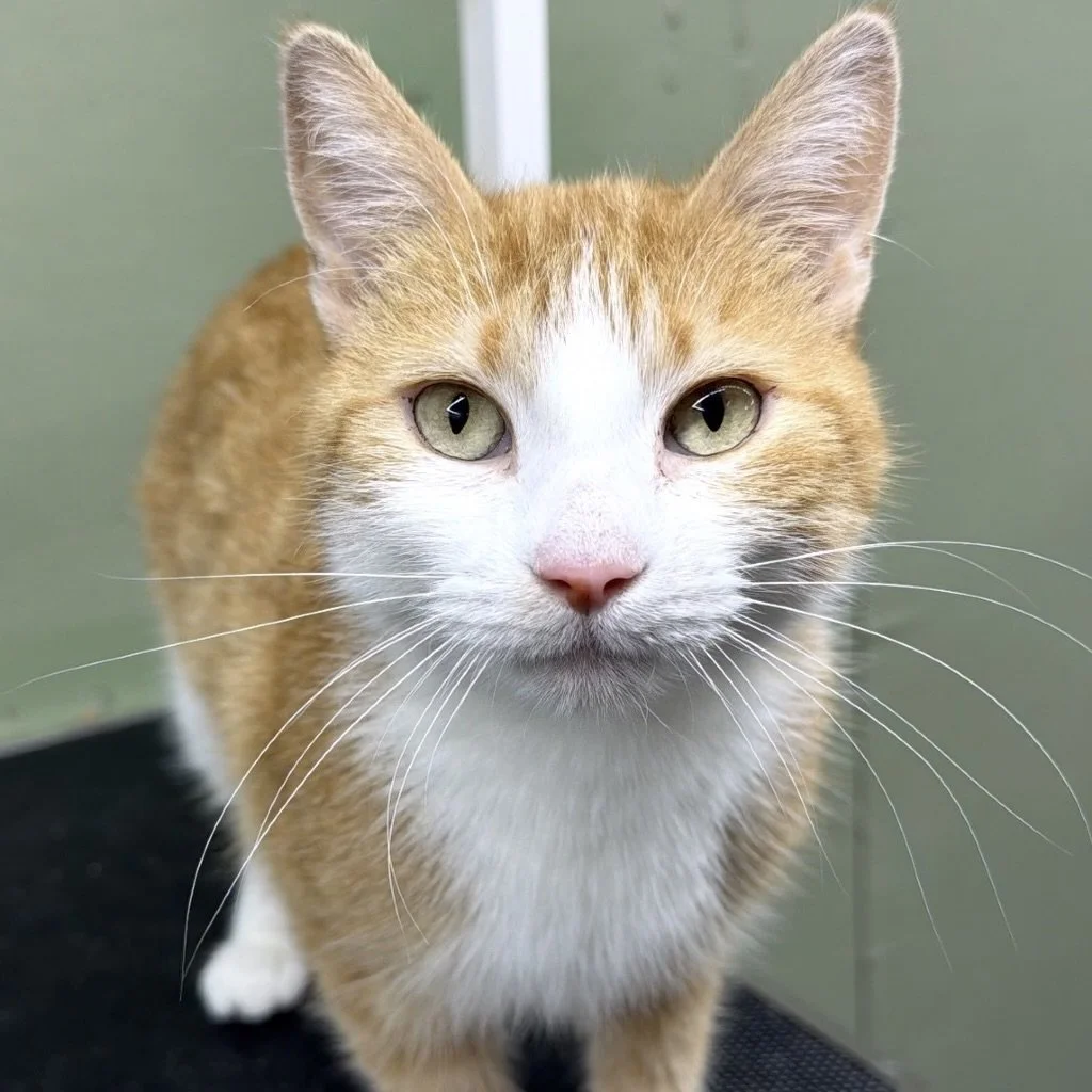 Meet Ada!

This beautiful ginger girl is ready to find her forever home and she just might be the sweet, gentle companion you&rsquo;ve been looking for!

Ada is a curious and affectionate girl who may be a little shy when you first meet her. She like