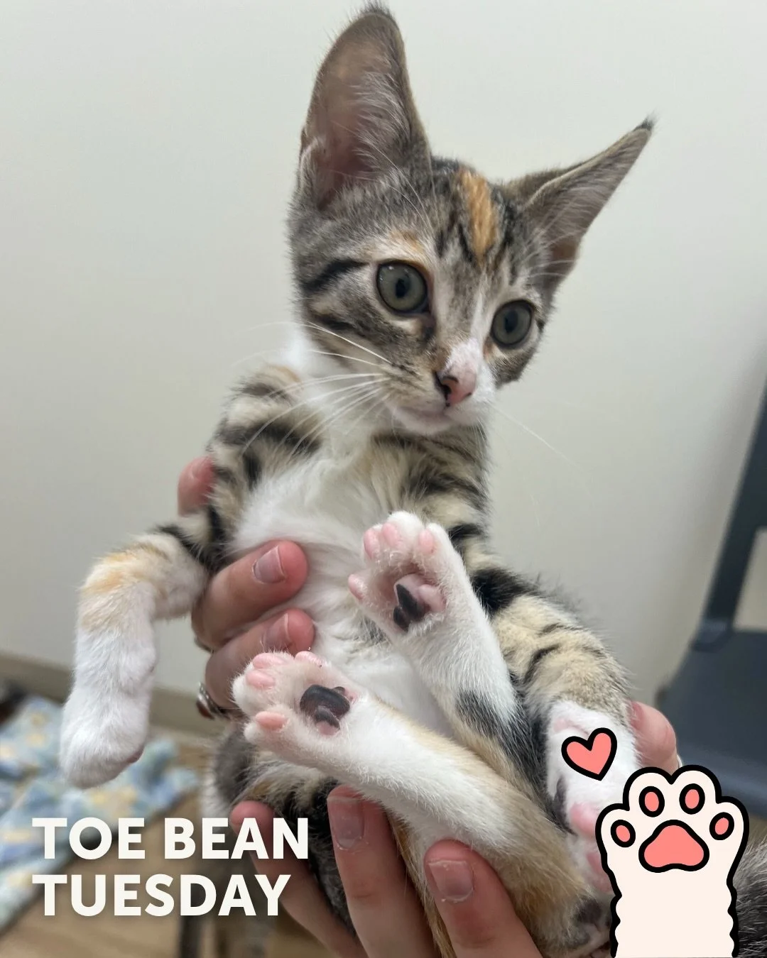 We&rsquo;re back with your weekly dose of exclusive paw-tent 👀

Happy #ToeBeanTuesday! 🐾

This week&rsquo;s featured beans belong to all of our office cats!
Speaking of which, we are looking for foster homes for the following feline friends:

Milo 