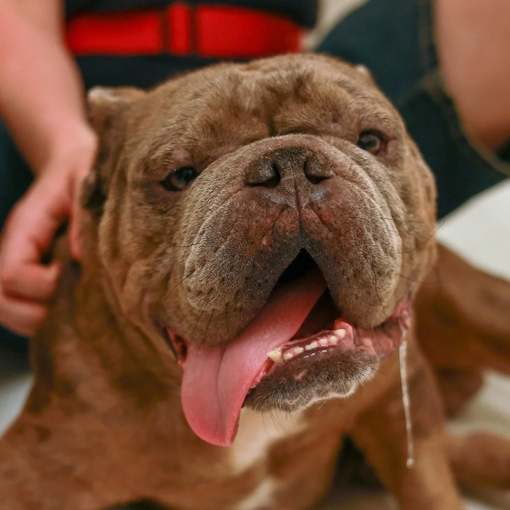 🚨 RUN, WALK, WAG IS TOMORROW! 🚨

Join us for an amazing morning supporting local rescue animals! Rain or shine, we show up for pets in need. 🐾

📅 When: TOMORROW, Saturday, Sept 26 | 10:00 AM &ndash; 1:00 PM 
📍 Where: Eagle Ridge Academy (11111 B