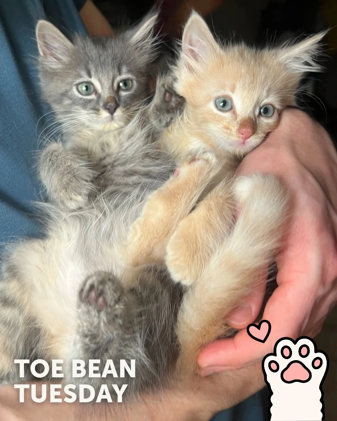 We&rsquo;re back with your weekly dose of exclusive paw-tent 👀

Happy #ToeBeanTuesday! 🐾

This week&rsquo;s featured beans belong to:
✨ Arianna, Gothel, Pascal, and Rapunzel✨

Same time next Tuesday? 💙 Help us fund more rescue stories (and protect