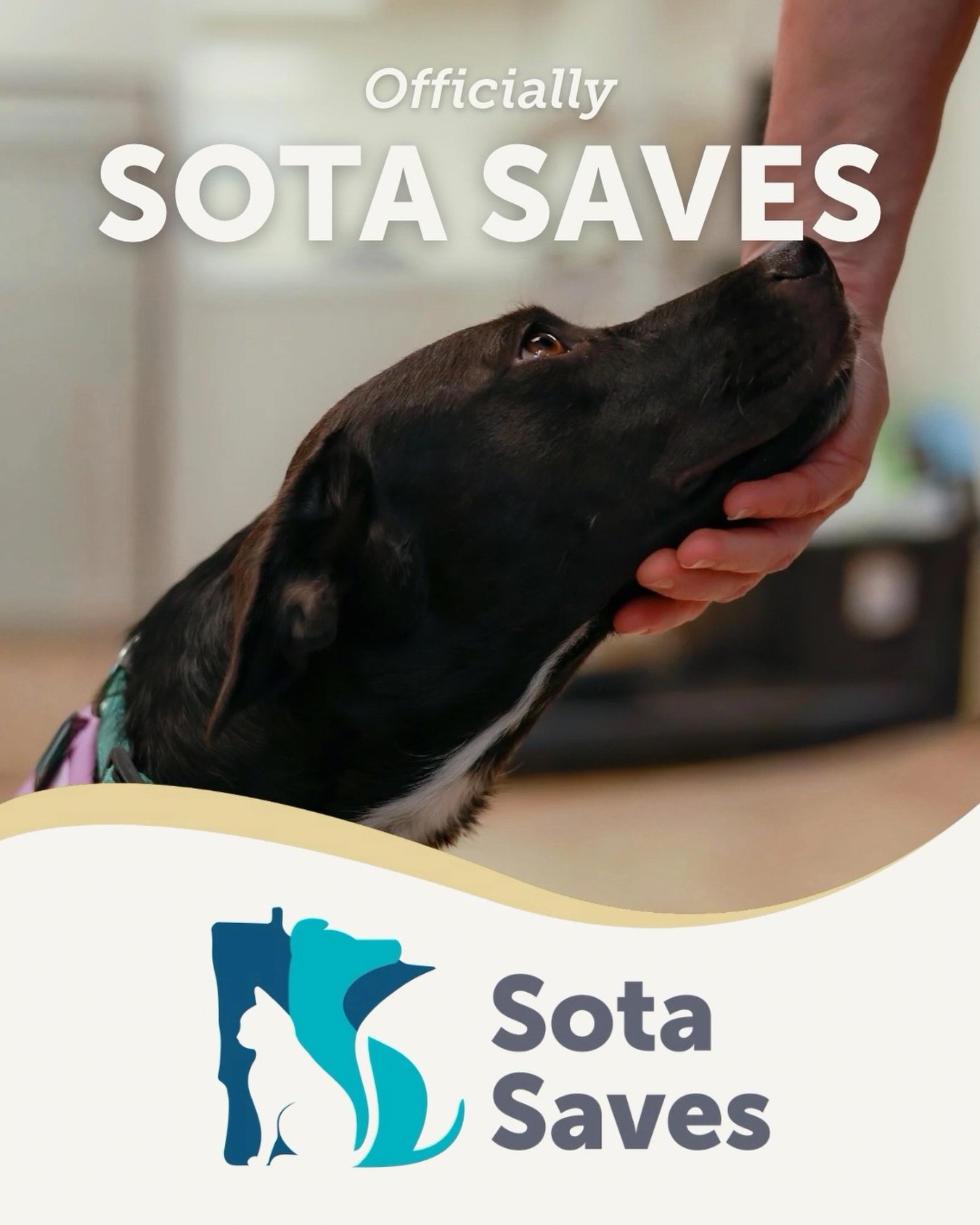 🐾 We are now officially Sota Saves! 🐾

Since 1989, we have built a strong foundation of compassionate rescue. As the need grew beyond Carver and Scott counties, so did our vision. Today, we step into a new name that matches the full scope of our im