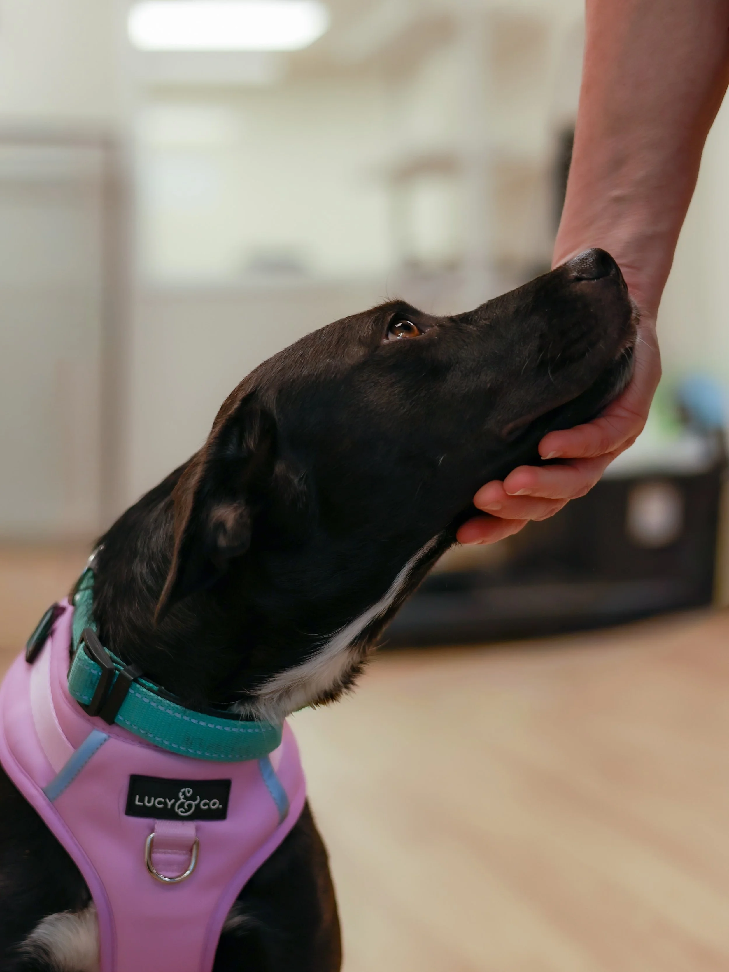 When we were building the new Sota Saves website, we searched for one picture that could show our whole heart and mission. The moment we saw this photo of Billie Jean, we knew we had found it.

Billie Jean came to us from a partner rescue in Texas, s