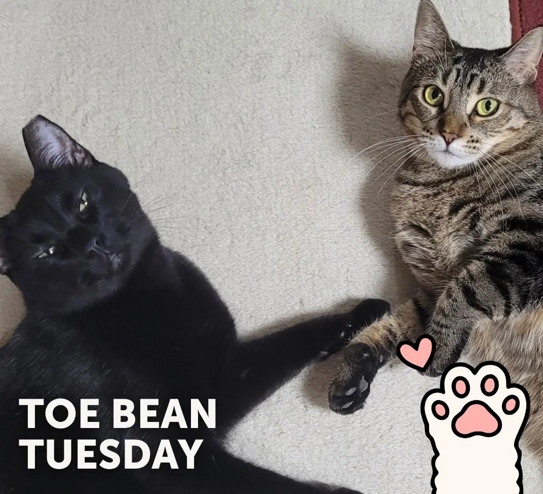 We&rsquo;re back with your weekly dose of exclusive paw-tent 👀

Happy #ToeBeanTuesday! 🐾

This week&rsquo;s featured beans belong to: ✨ Scooby &amp; Doo ✨

These Toe Beans are actually overcooked and ready to go home to their forever family! This b