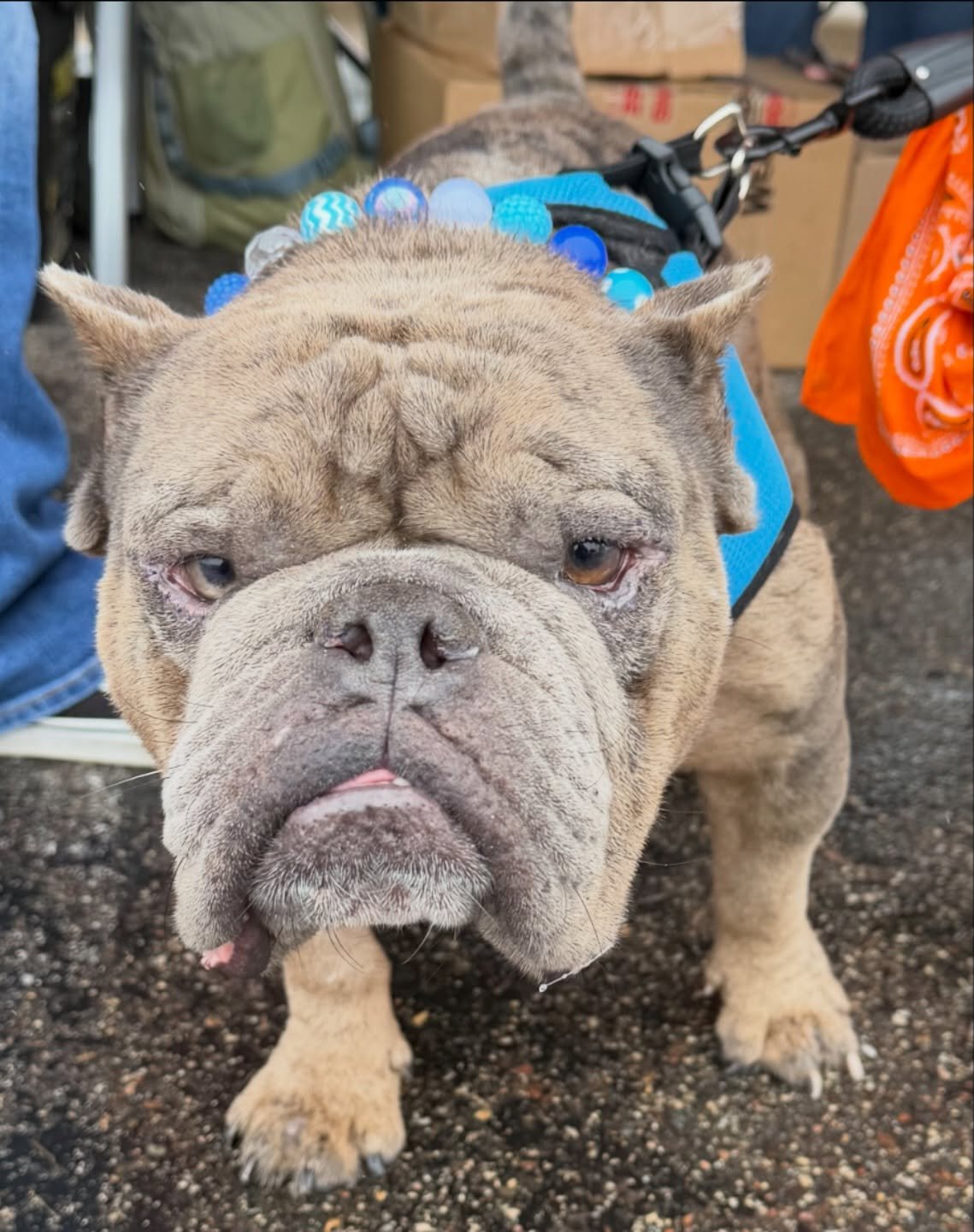 Taking a moment to acknowledge how handsome Cadet looks in his @sweetie_pie_collars collar!

We wanted to give these folks a quick shoutout. At Run, Walk, Wag, they were handing out free accessories to our foster pups. When our volunteers offered to 