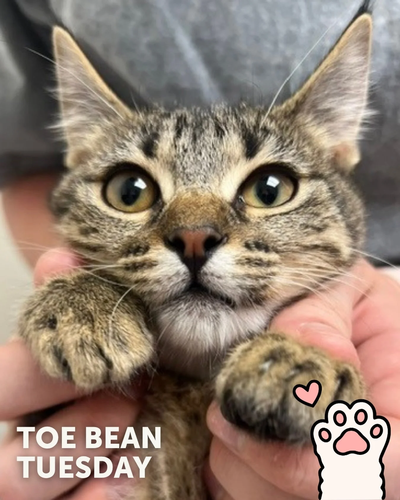 We&rsquo;re back with your weekly dose of exclusive paw-tent 👀

Happy #ToeBeanTuesday! 🐾

This week&rsquo;s featured beans belong to:
✨Rumi✨

Same time next Tuesday? 💙 Help us fund more rescue stories (and protect more tiny toes) by tossing $5 in 