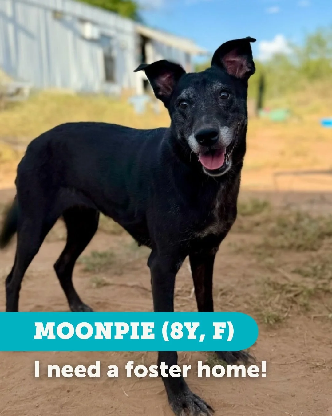 🚨 URGENT: 3 PUPS NEED FOSTERS TOMORROW! 🚨

We have an urgent situation: three amazing dogs are arriving tomorrow, and they need a safe place to land! If you have space in your heart and home, we need you. 

Sota Saves provides all the essentials: f