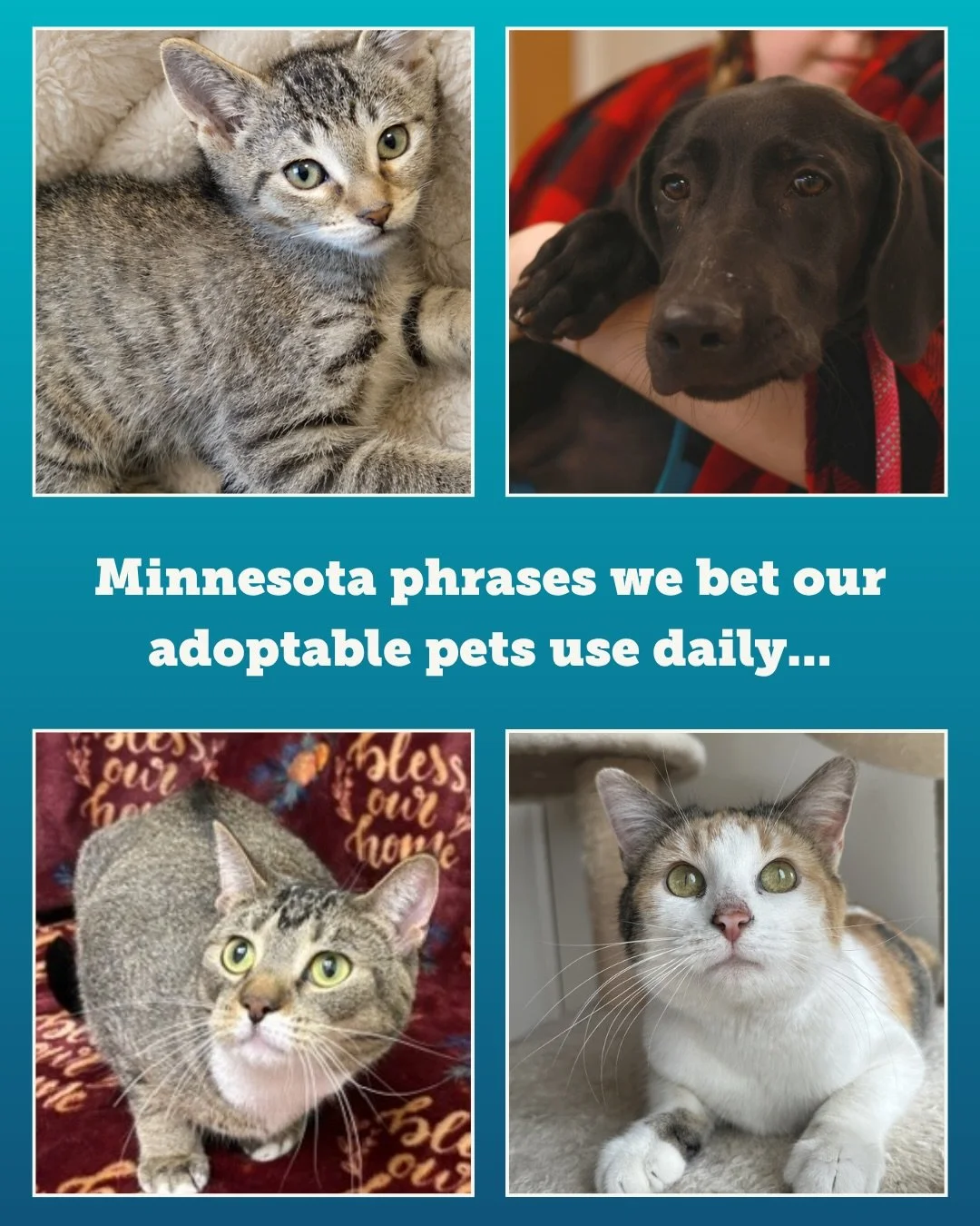 You betcha our adoptable pets are as Minnesotan as it gets. 💙

Whether they&rsquo;re bundled up like a baked potato avoiding the cold weather or giving you that hopeful look from across the room, these four are ready to settle right onto your couch 