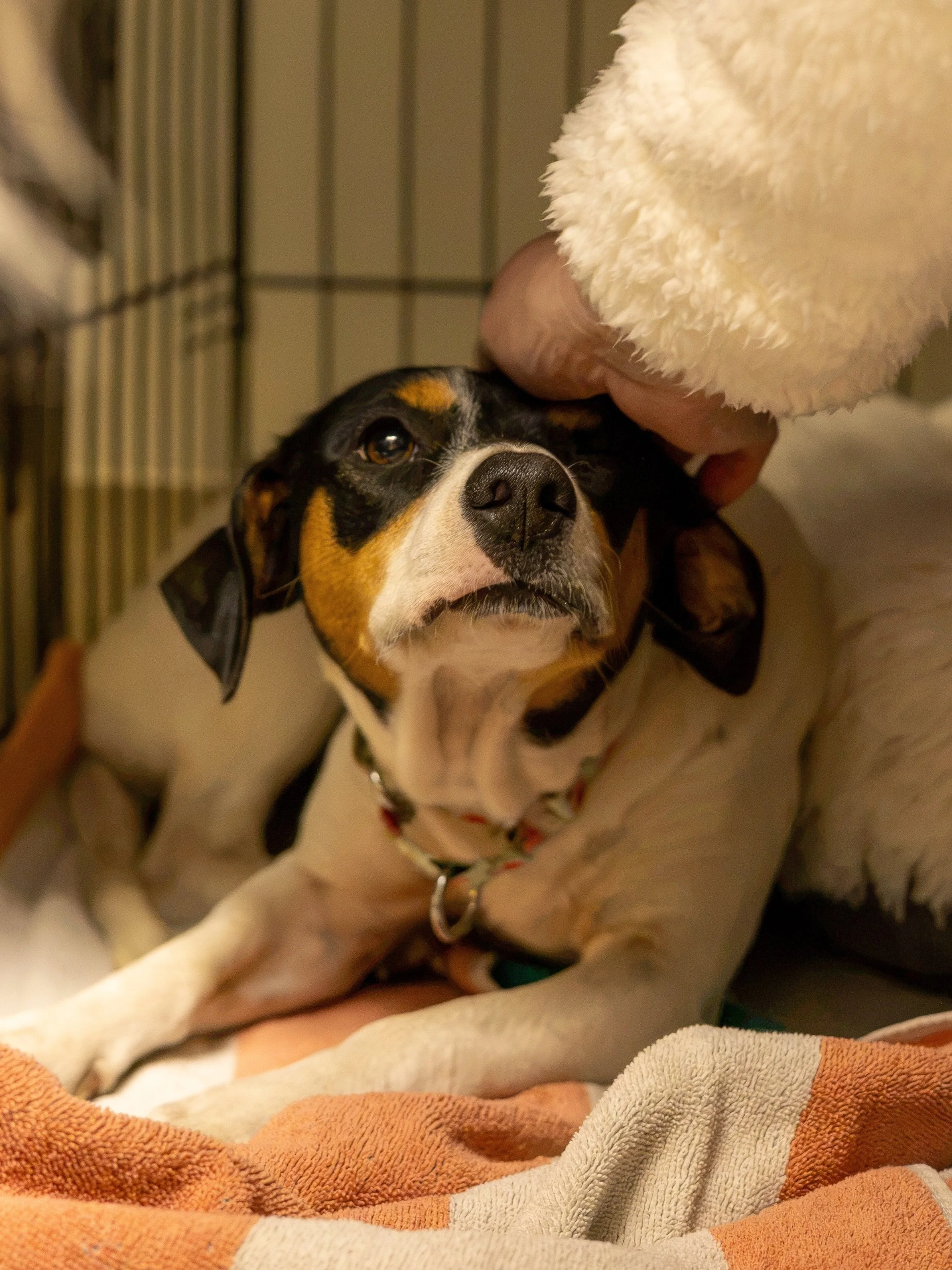 Imagine the moment a dog steps off a transport&mdash;tired, scared, but taking their very first steps toward safety. On Thursday, four brave new faces made their way all the way from Texas to us: Lucy, Moonpie, Nike, and Pearl.

While this was a smal