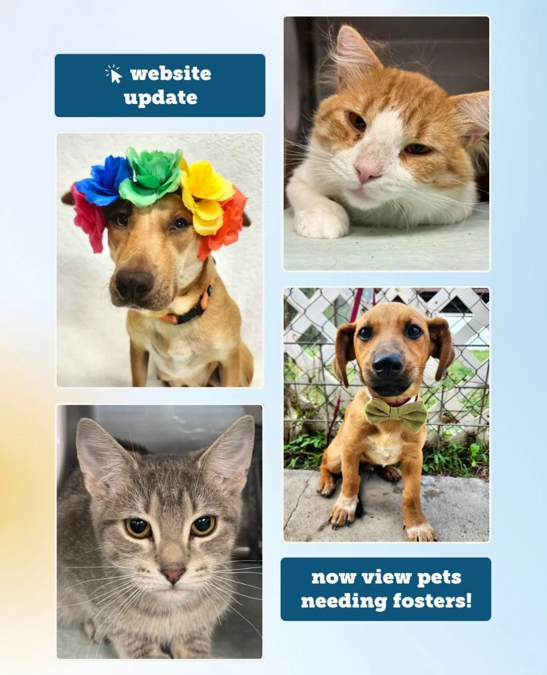 Meet your next roommate! 🐾

Every animal deserves a safe, cozy place to stay while they wait for their forever home. Right now, 20+ wonderful rescue pets are looking for a place to rest their paws. Your living room or spare bedroom, and more could s