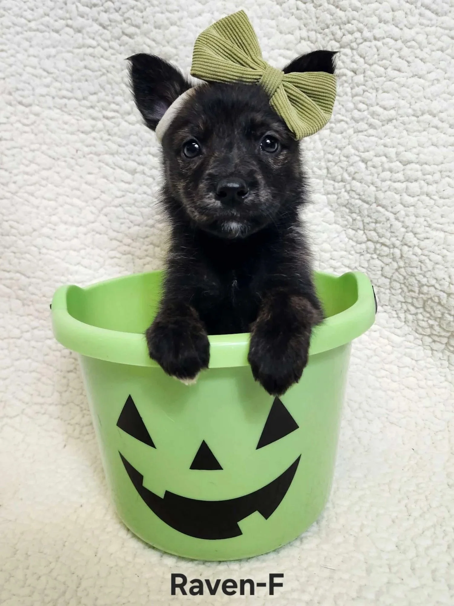 Pick the cutest pumpkin in the patch! 🎃

🎃 Raven
🎃 Blair
🎃 Sabrina
🎃 Maleficent
🎃 Zelda
🎃 Phantom
🎃 Chucky
🎃 Hollow

These pups are all looking for foster homes through Sota Saves while they look for their forever families. They need fosters