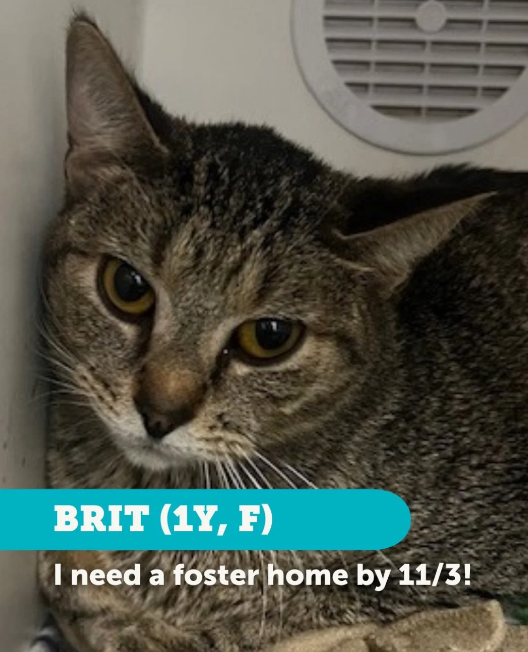 Meet Brit, a gentle survivor rescued from a hoarding situation who just made one of the bravest transformations we have ever seen. Through our Whiskers of Hope partnership at Oak Park Heights Correctional Facility, Brit spent weeks receiving patient,