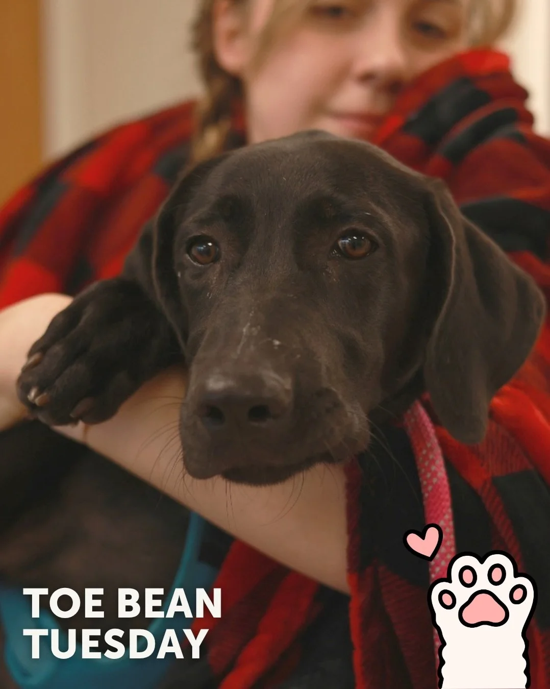 We&rsquo;re back with your weekly dose of exclusive paw-tent 👀

Happy #ToeBeanTuesday! 🐾

This week&rsquo;s featured beans belong to: ✨ Darcy ✨

Darcy isn&rsquo;t a fan of loud parties or crowded patios, but she is the ultimate excuse to leave an e