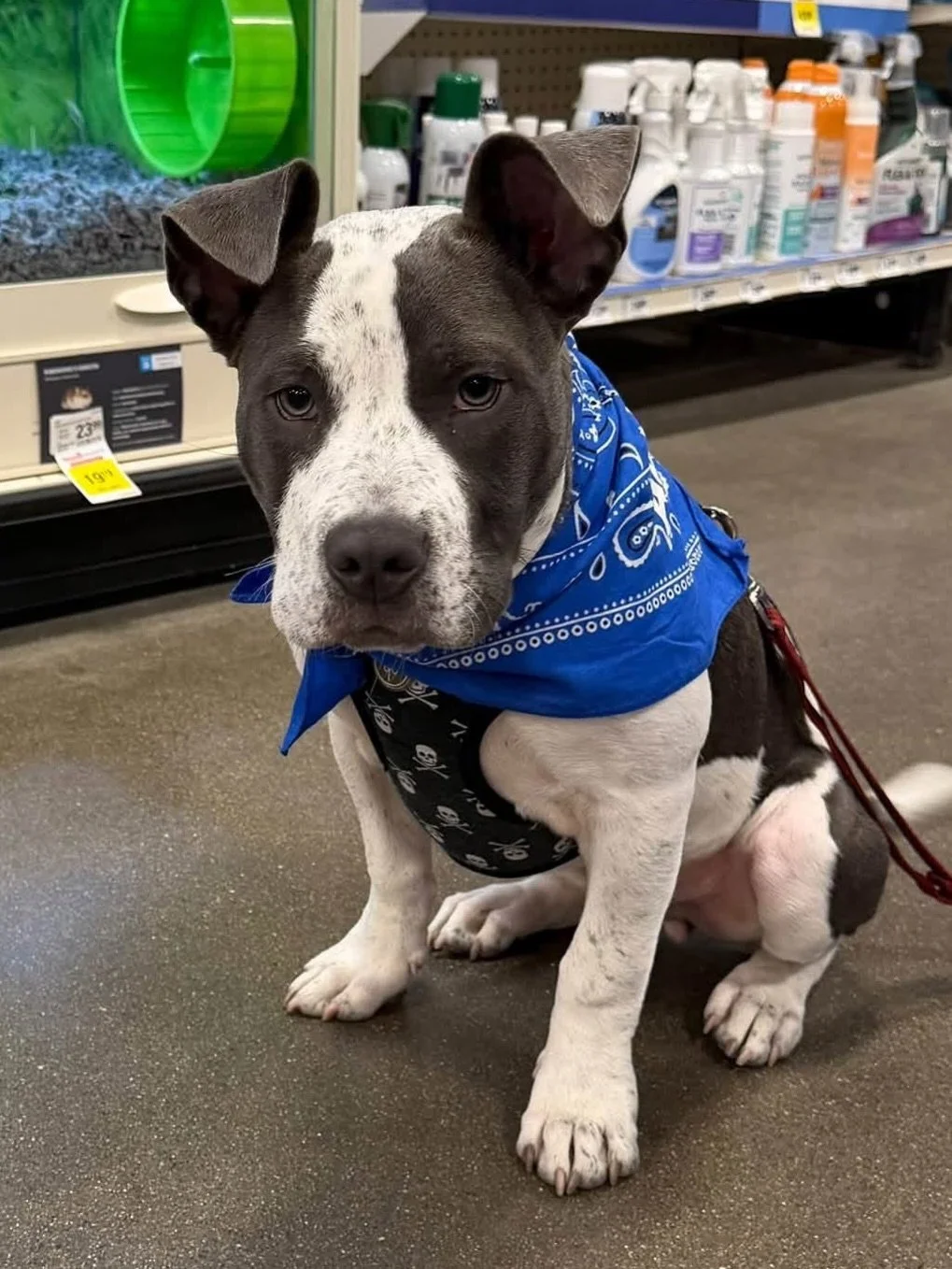 Check out what we&rsquo;ve been up to recently at Sota Saves. The work never stops, but we are always making it fun! 🐾

💙 6 animals adopted this past weekend at events 🎉
💙 Our vet team hit an exciting milestone with their very first dog surgery ?