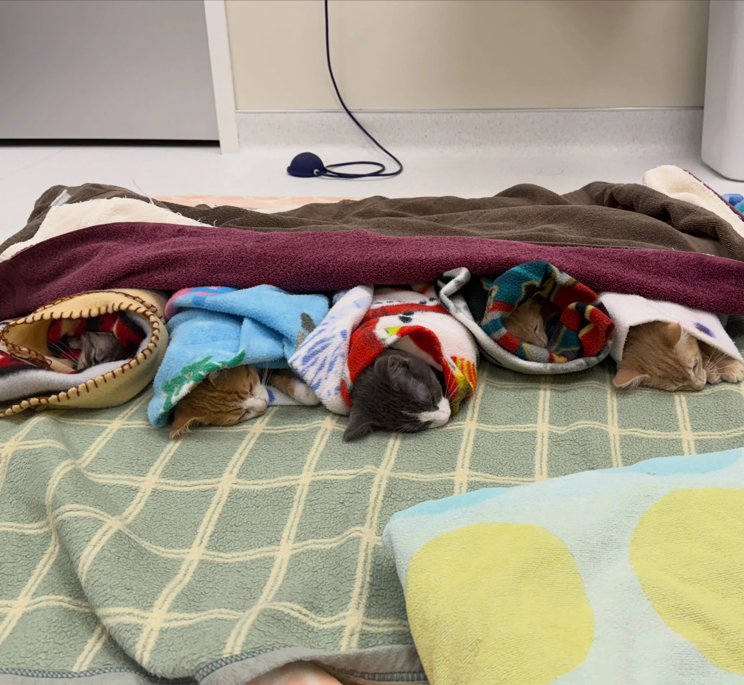 Waking up from surgery is a lot less scary when you&rsquo;re tucked in warm and cozy. 💙

We&rsquo;re working hard to ramp up the number of in-house surgeries we can provide, which means more lives saved and a much greater need for specialized suppli