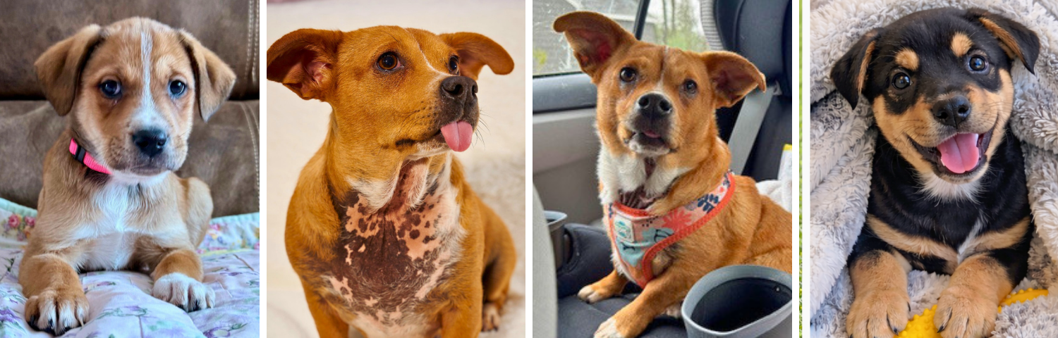 Ru and two of her puppies