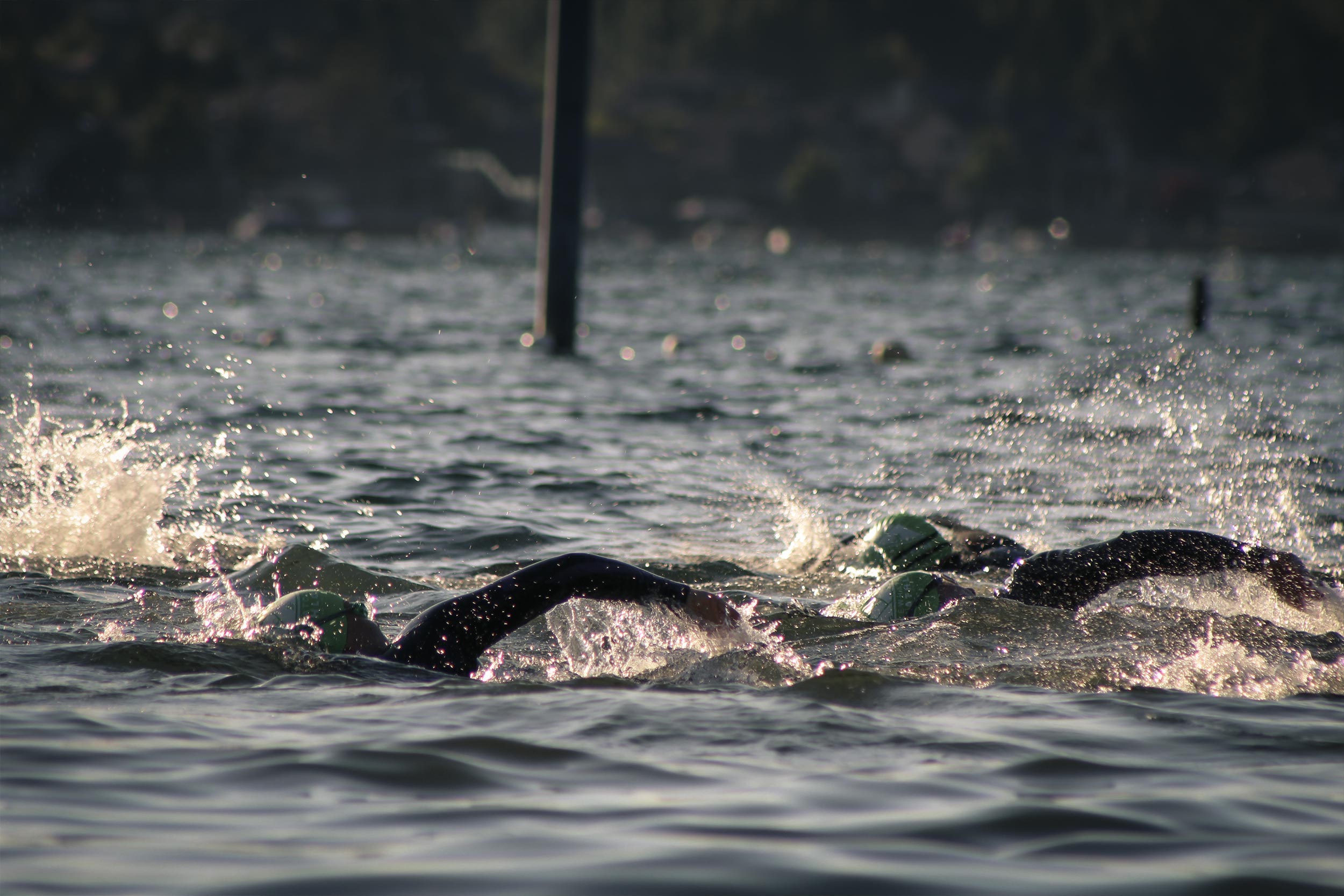 lwt-whatcom-swimmers-banner.jpg