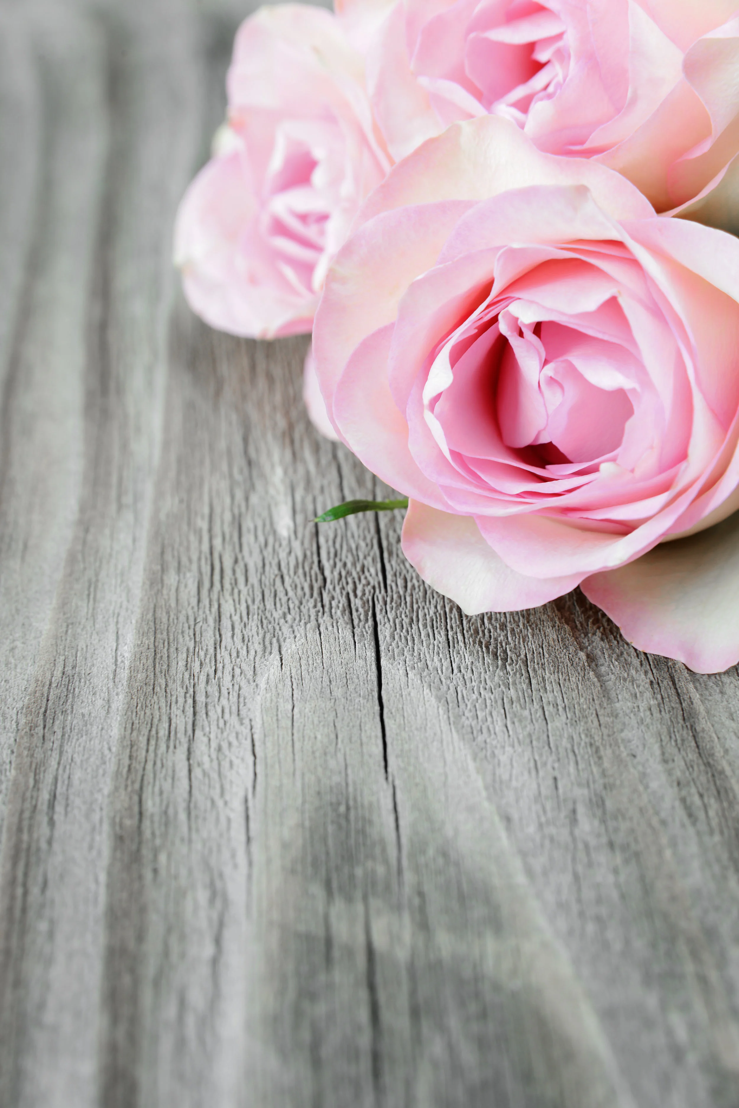 Decorating with Spring Color Palettes, Sherwin Williams – Bella Pink (SW 6596), Sherwin Williams – Springtime (SW 6708), Sherwin Williams – Certain Peach (SW 6625), Sherwin Williams – High Reflective White (SW 7757), Sherwin Williams – Antique White (SW 6119), Behr – Skylark (530A-2), Behr – Lagoon Rock (P460-4), Behr – Potentially Purple (640A-3), Behr – Ultra Pure White (PR-W15), Behr – Bluebird Day (BL-W03), Behr – Pastel Jade (480C-2), Behr – Hidden Sea Glass (P450-4), Behr – Watermelon Pink (120B-6), Behr – Ultra Pure White (PR-W15), Behr – Bakery Box (BL-W09), Sherwin Williams – Daydream (SW 6541), Sherwin Williams – Dried Lavender (SW 9072), Sherwin Williams – High Reflective White (SW 7757), Sherwin Williams – Novel Lilac (SW 6836), Sherwin Williams – Turkish Tile (SW 7610), Sherwin Williams – Individual White (SW 6008), Sherwin Williams – Kestrel White (SW 7516), Sherwin Williams – Drift of Mist (SW 9166), Sherwin Williams – High Reflective White (SW 7757), Sherwin Williams – Grecian Ivory (SW 7541), Sherwin Williams – Gray Clouds (SW 7658), Sherwin Williams – High Reflective White (SW 7757), Sherwin Williams – Teaberry (SW 6561), Sherwin Williams – Snowbound (SW 7004), Sherwin Williams – Drift of Mist (SW 9166), Sherwin Williams – Choice Cream (SW 6357), Sherwin Williams – High Reflective White (SW 7757), Sherwin Williams – Bella Pink (SW 6596), Sherwin Williams – Watery (SW 6478), Sherwin Williams – Tinsmith (SW 7657)