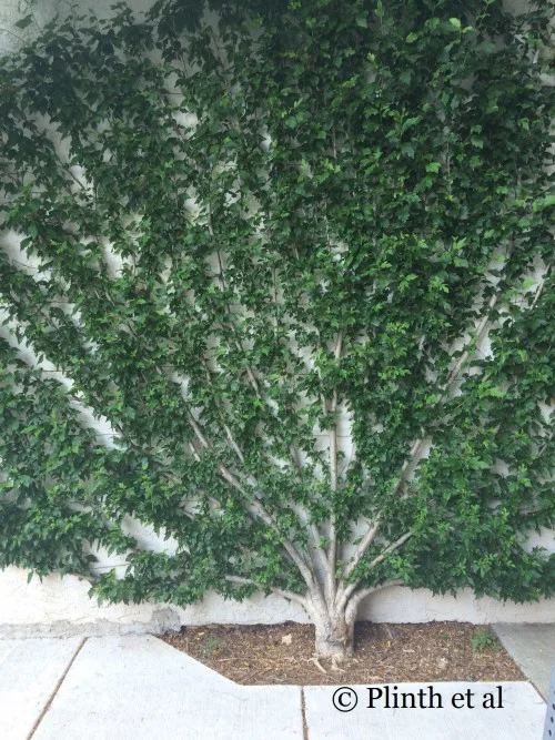 Tuesday's Terrace: Espaliered Hibiscus