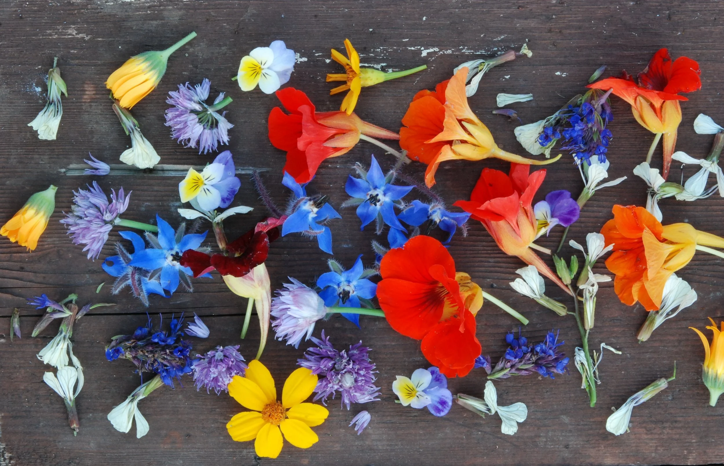 Edible Flowers