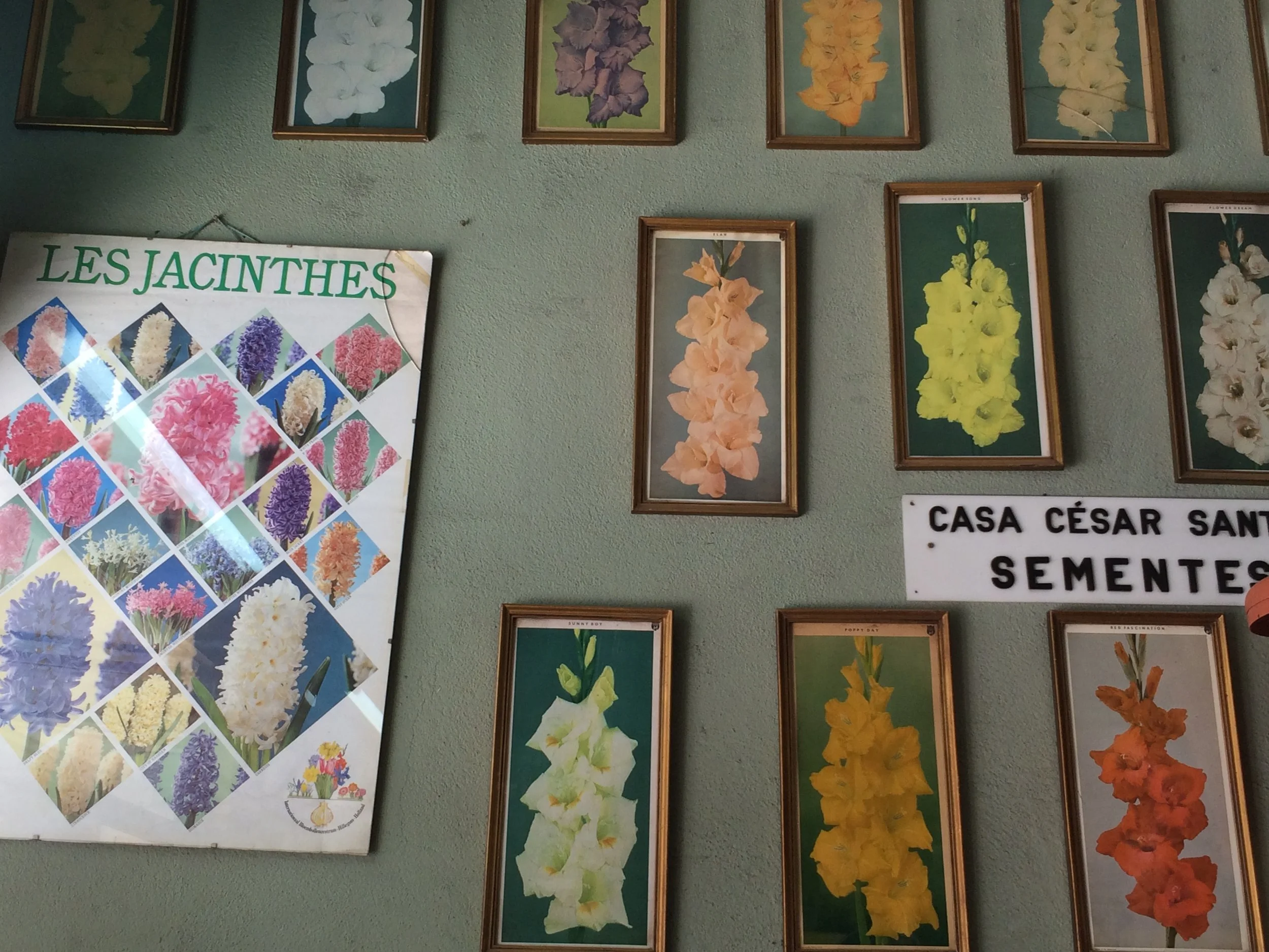 Suit & Tie Horticulture, Oporto, Portugal