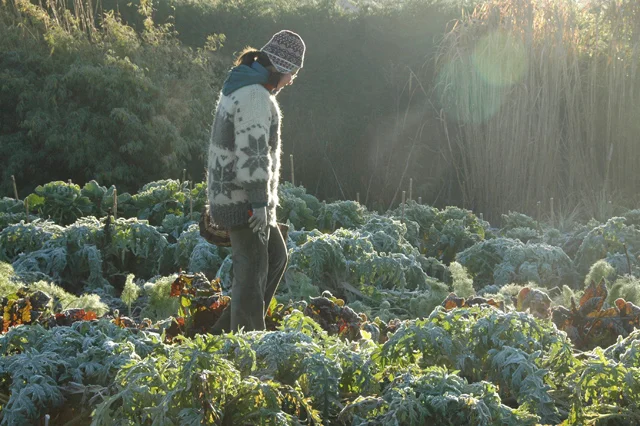 Foreign Gardeners: Gabriella, from Hungary to England
