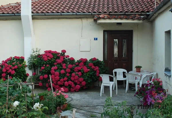 Tuesday's Terrace: Hydrangeas and Petunias in Greece Part II